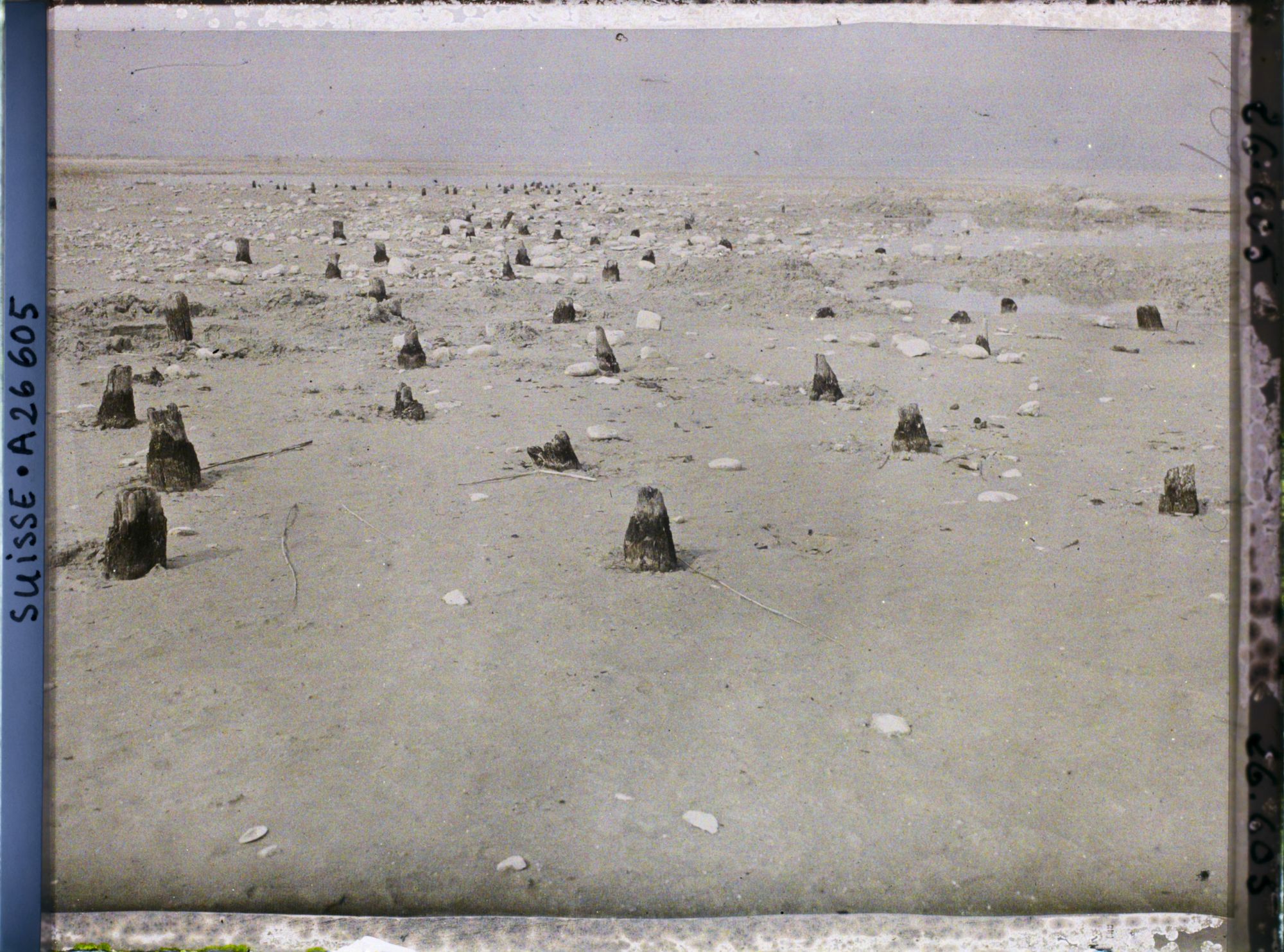 Image représentant Site palafittique préhistorique des Alpes, pieux en bois visibles lors de la baisse des eaux après la grande sécheresse de 1921 sur le lac de Neuchâtel