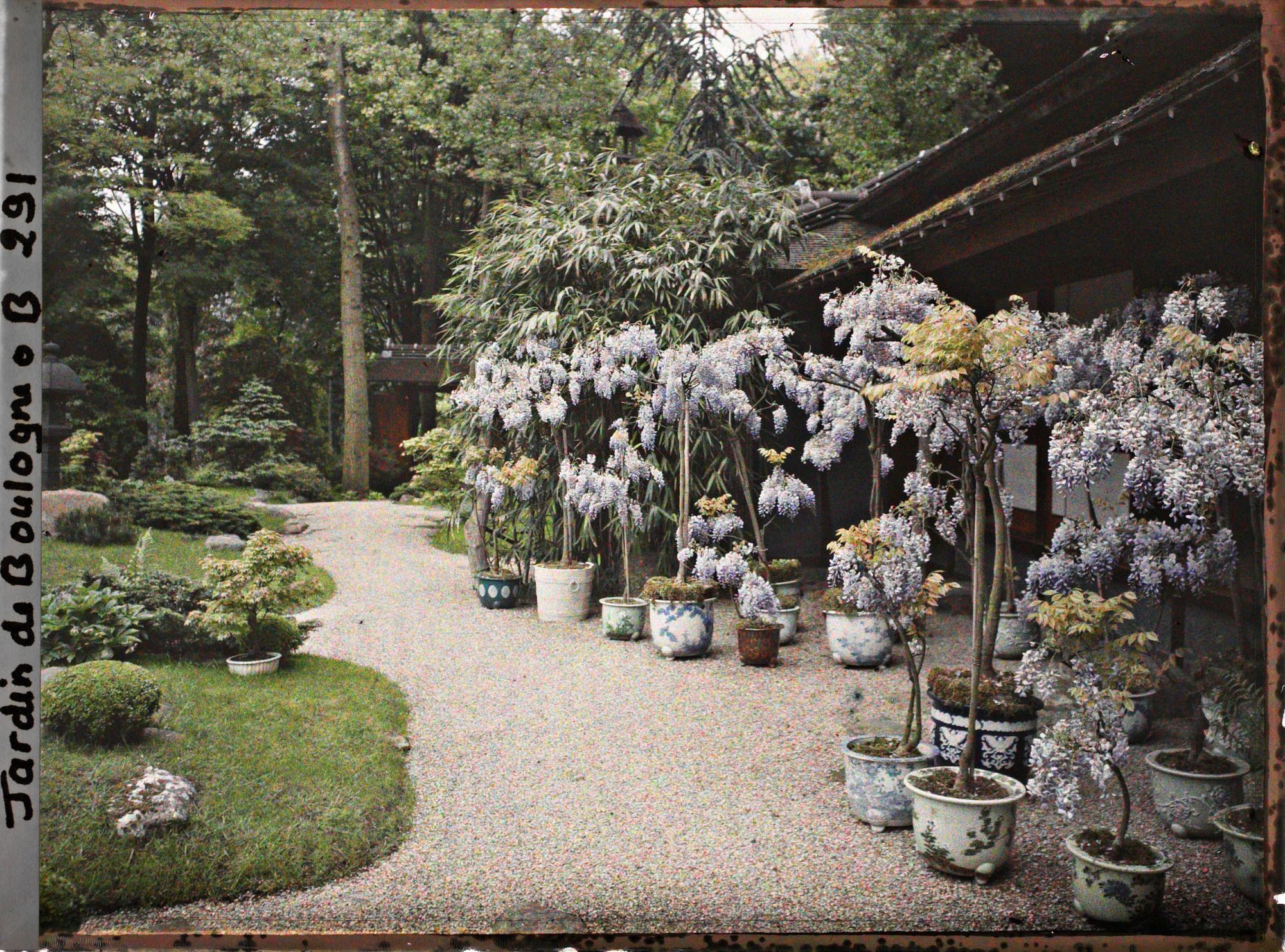 Image représentant Glycines en pots fleuries devant la maison est du " village japonais "