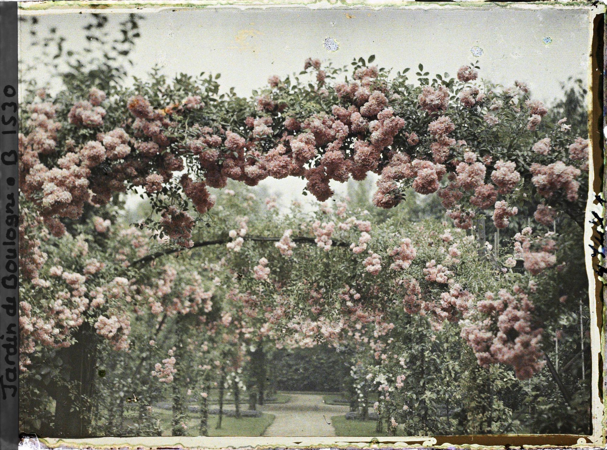 Image représentant Arches de roses sur l'axe central du verger-roseraie vu vers le rond-point proche de la dépendance