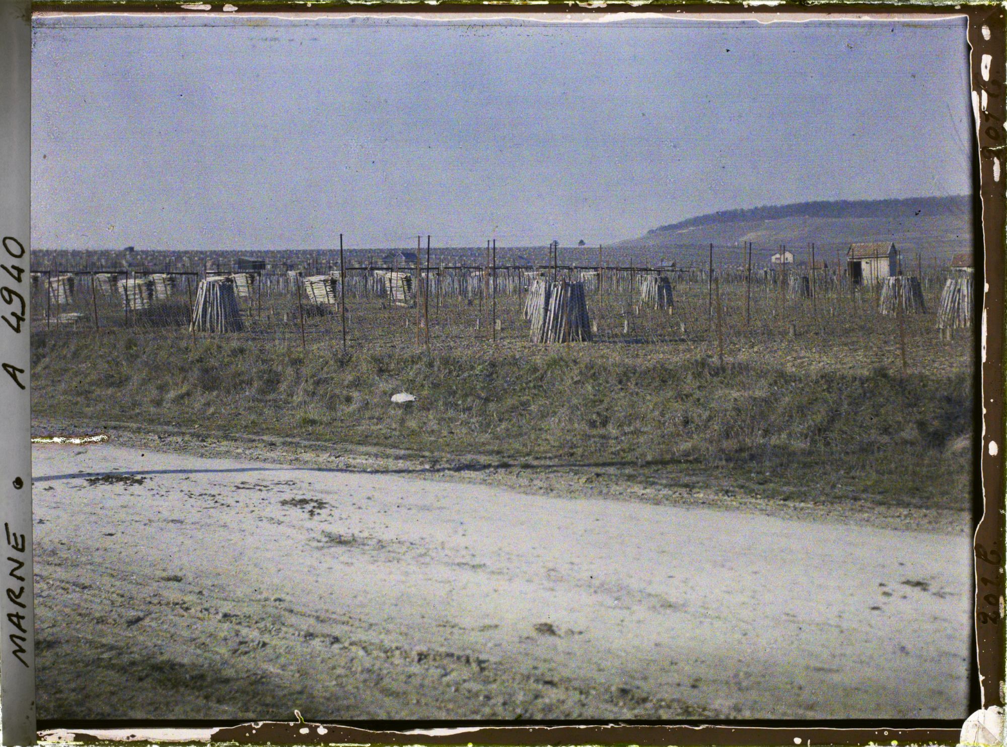 Image représentant Culture de la vigne