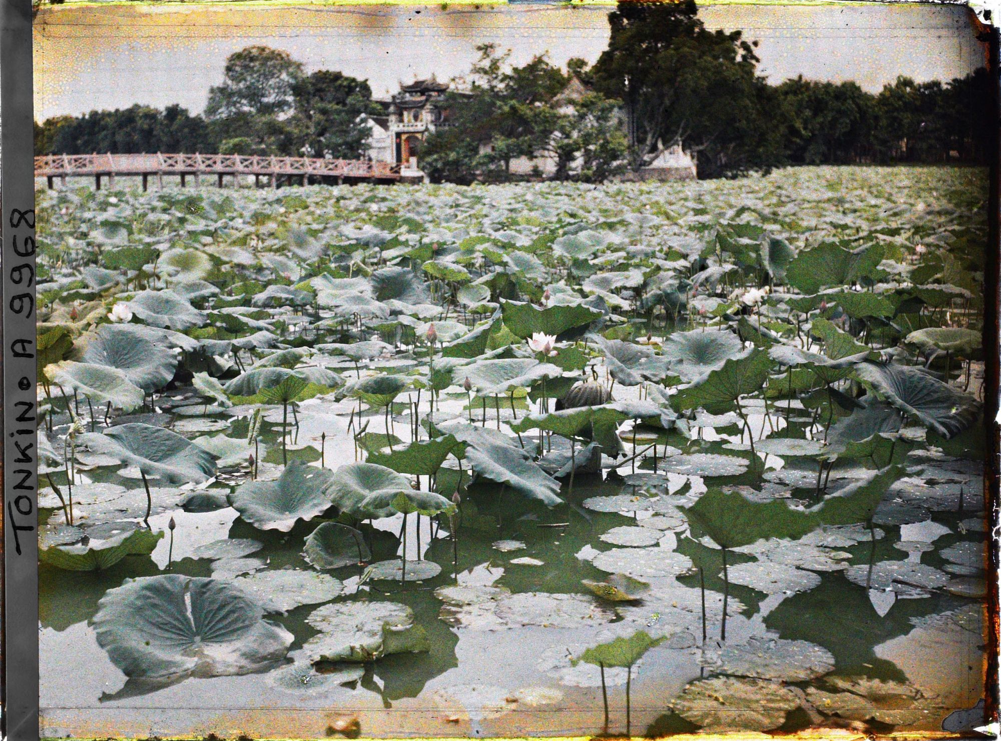 Image représentant Le temple Ngoc-so'n (appelé par les Européens "Pagode des Pinceaux"), situé sur "l'île de Jade" du Petit Lac couvert de lotus