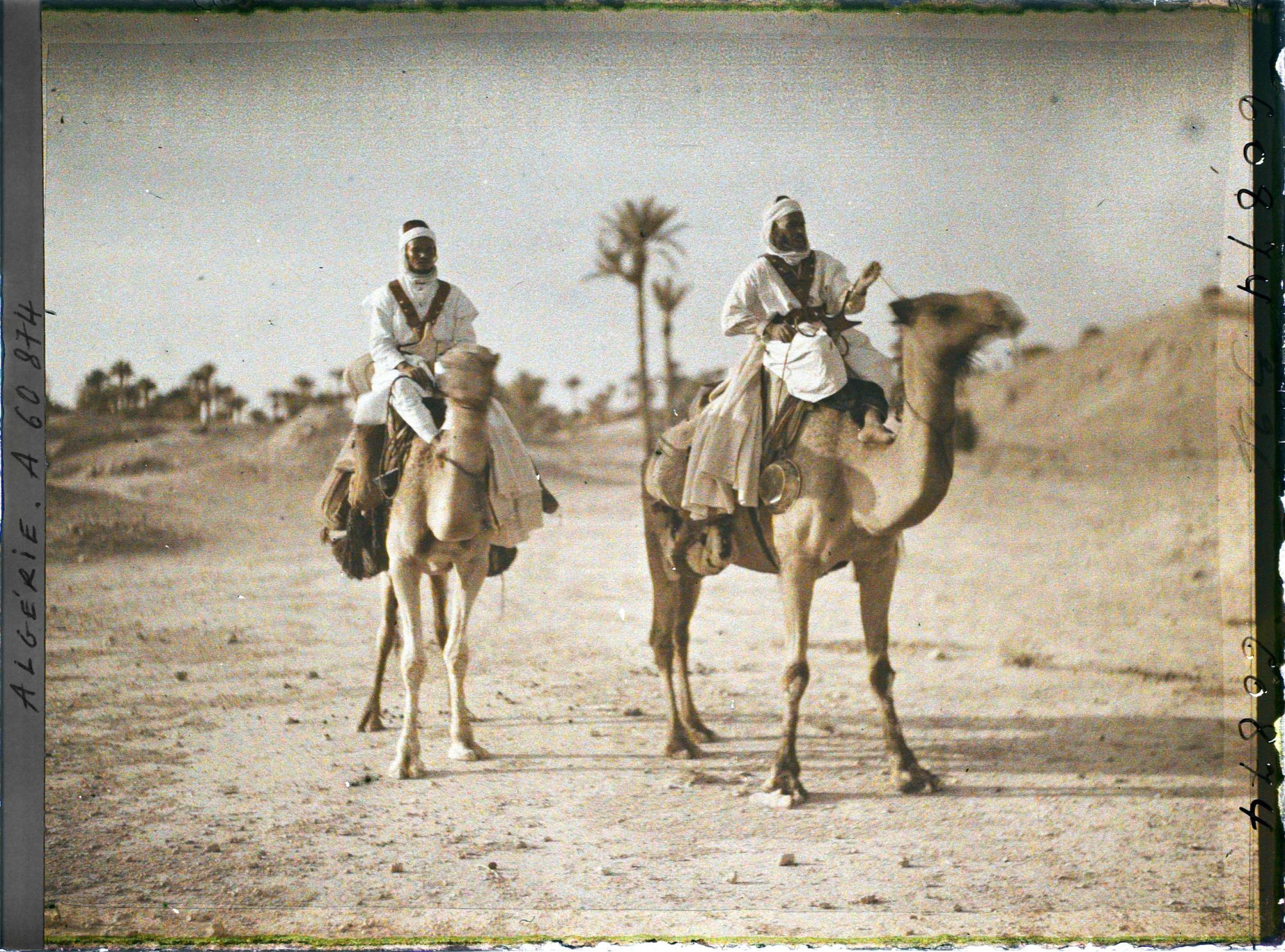 Image représentant Méharistes sahariens