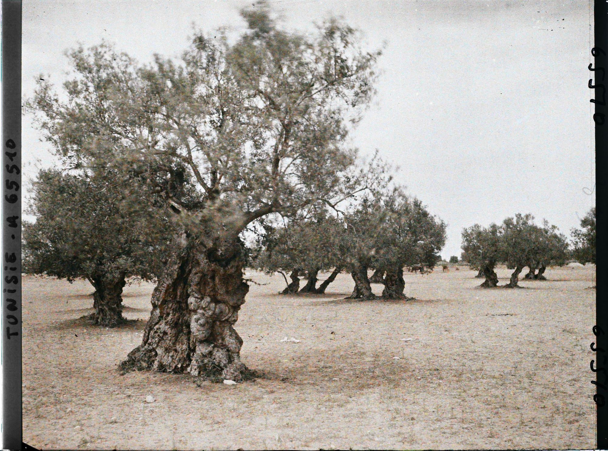 Image représentant Vieux oliviers dans une plantation (culture arabe)