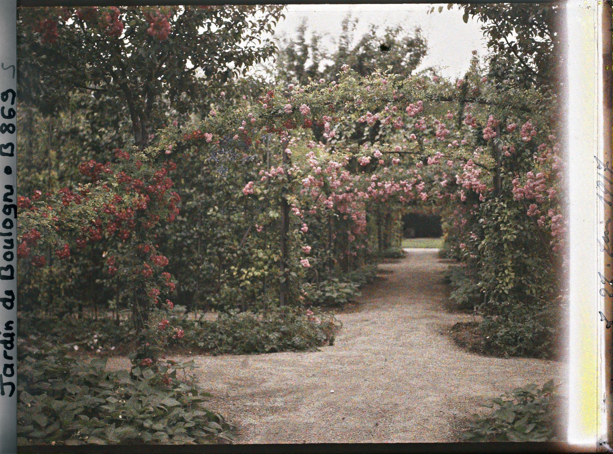 Image représentant Axe central du verger-roseraie bordé de légumes, vu vers l'est, au second carrefour côté dépendance