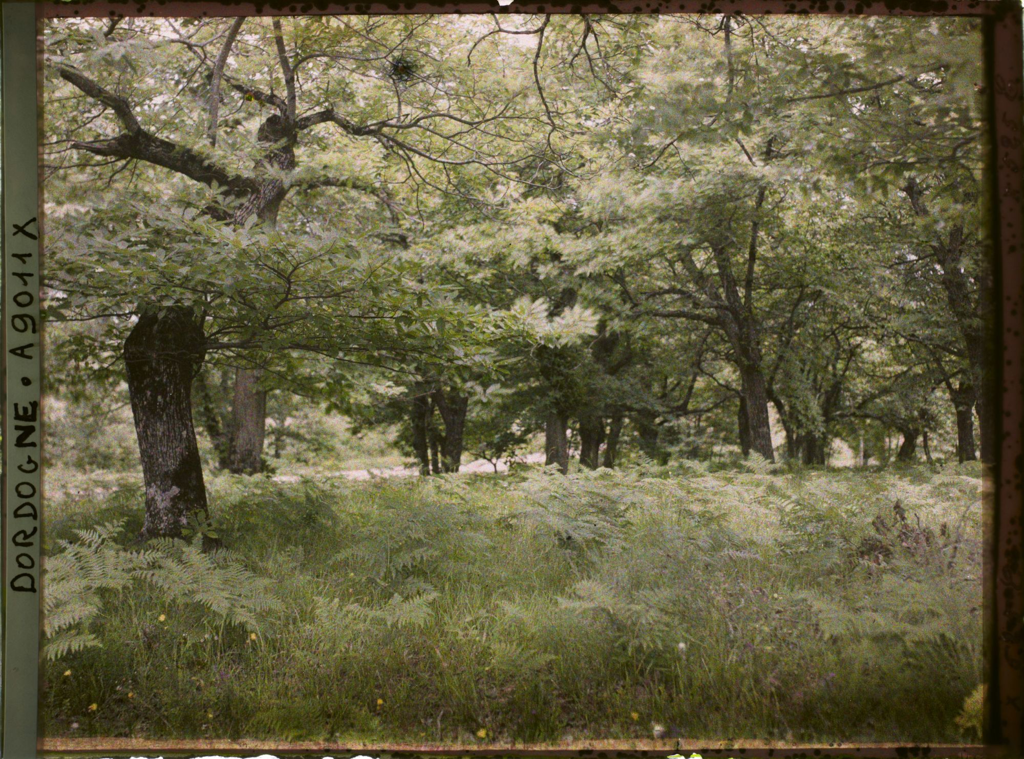 Image représentant France, Cadouin, Périgord noir, sous bois de bruyères et fougères (châtaigniers)
