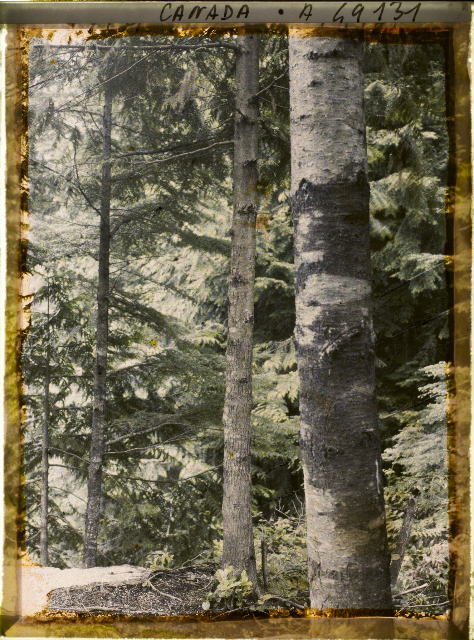 Image représentant Canada, Vancouver, Capilano Canyon- Autre Paysage sous la pluie au 2e Canyon