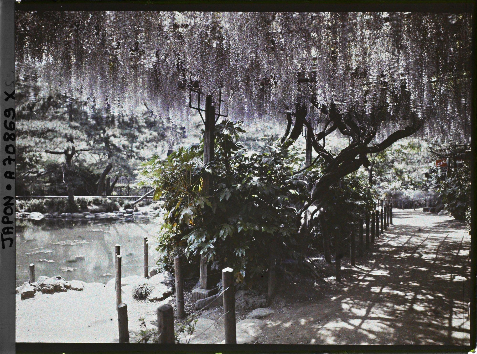 Image représentant Hibiya-koen (parc de Hibiya) : glycines au bord de l'étang Shinkei