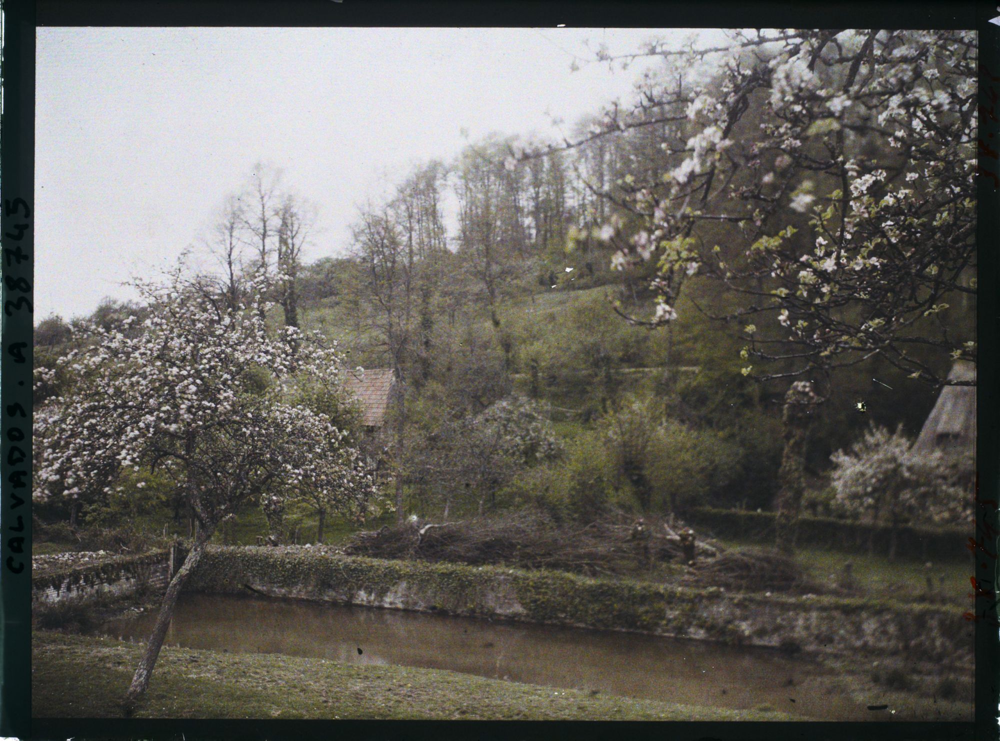 Image représentant Pommiers sur la route de Deauville