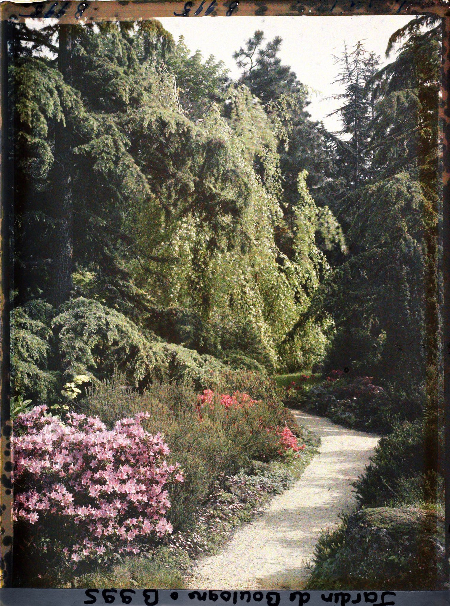 Image représentant Azalées et grands arbres bordant un chemin proche du torii et des ponts du " sanctuaire japonais "