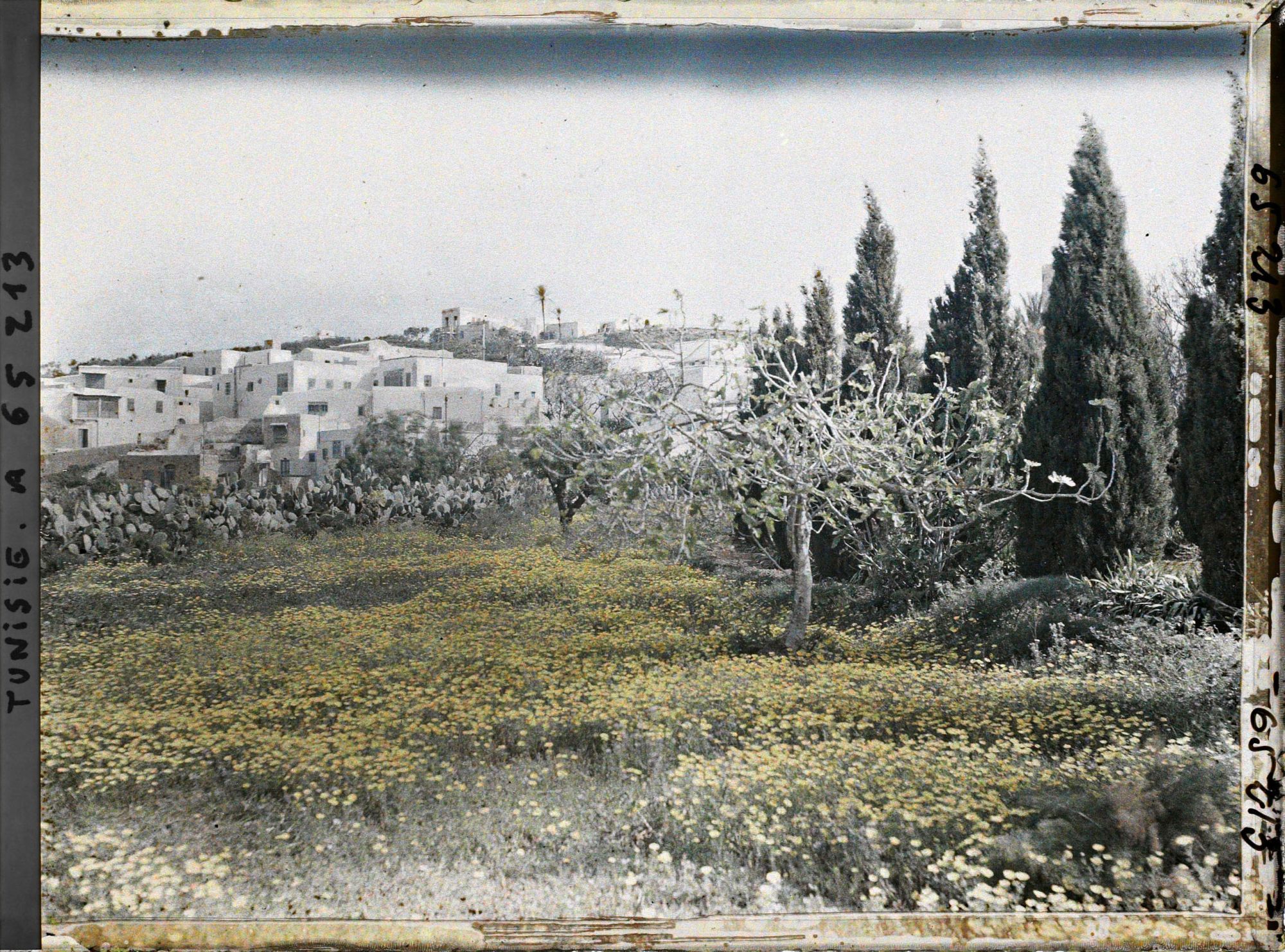 Image représentant La végétation aux abords du village