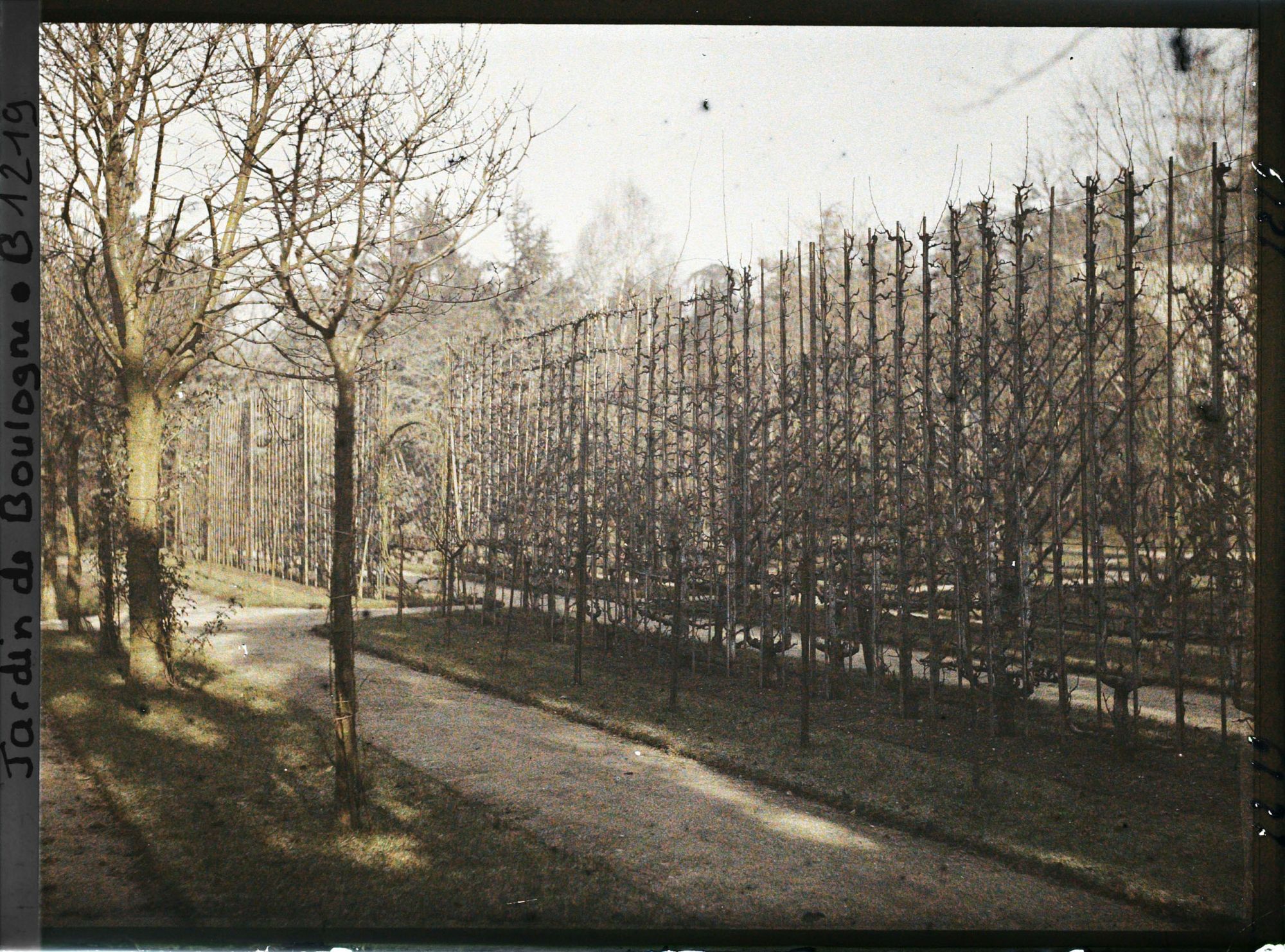 Image représentant Allée bordée de fruitiers palissés menant à la forêt bleue, dans la partie ouest du verger-roseraie