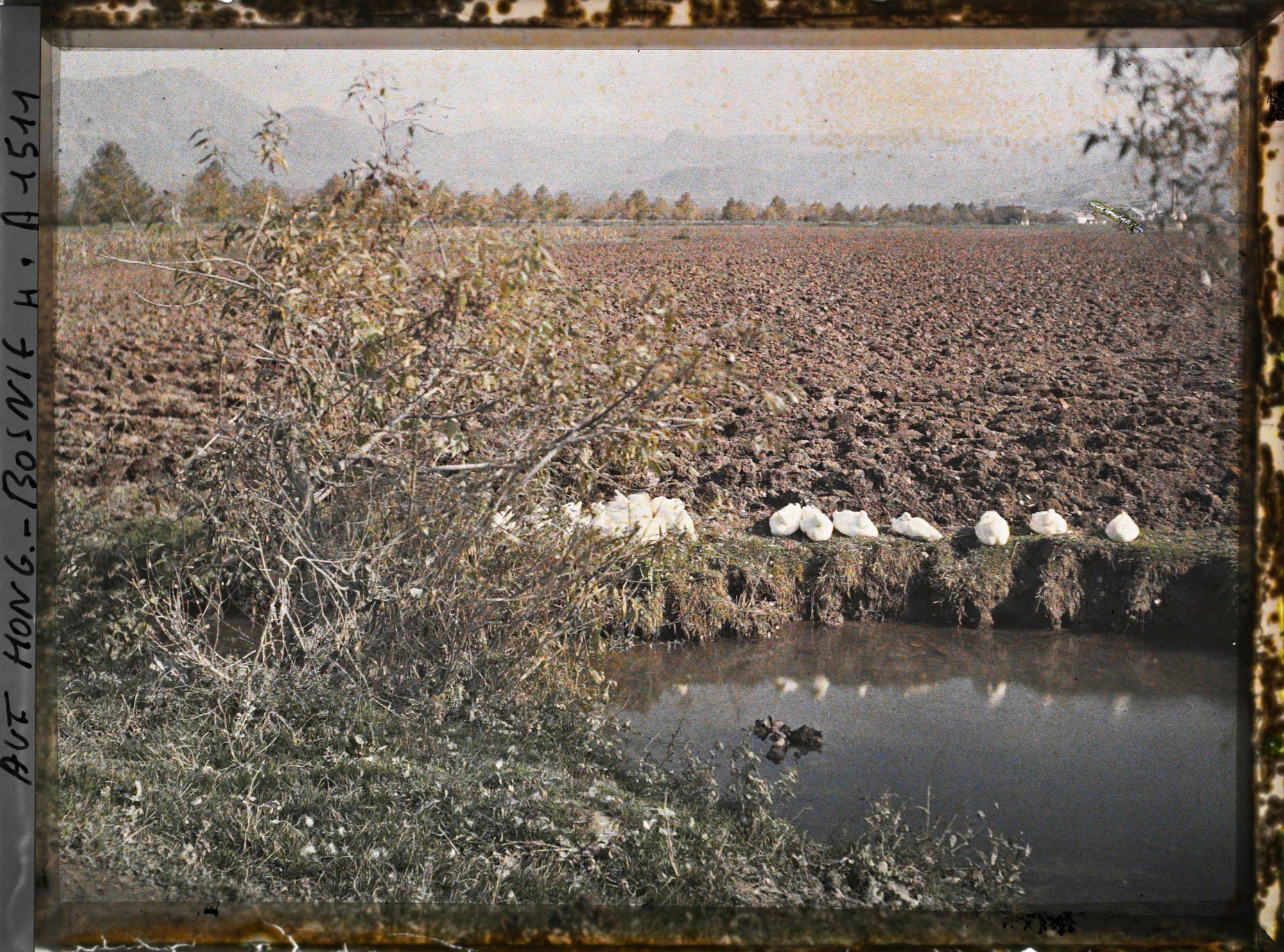 Image représentant Canards dormant