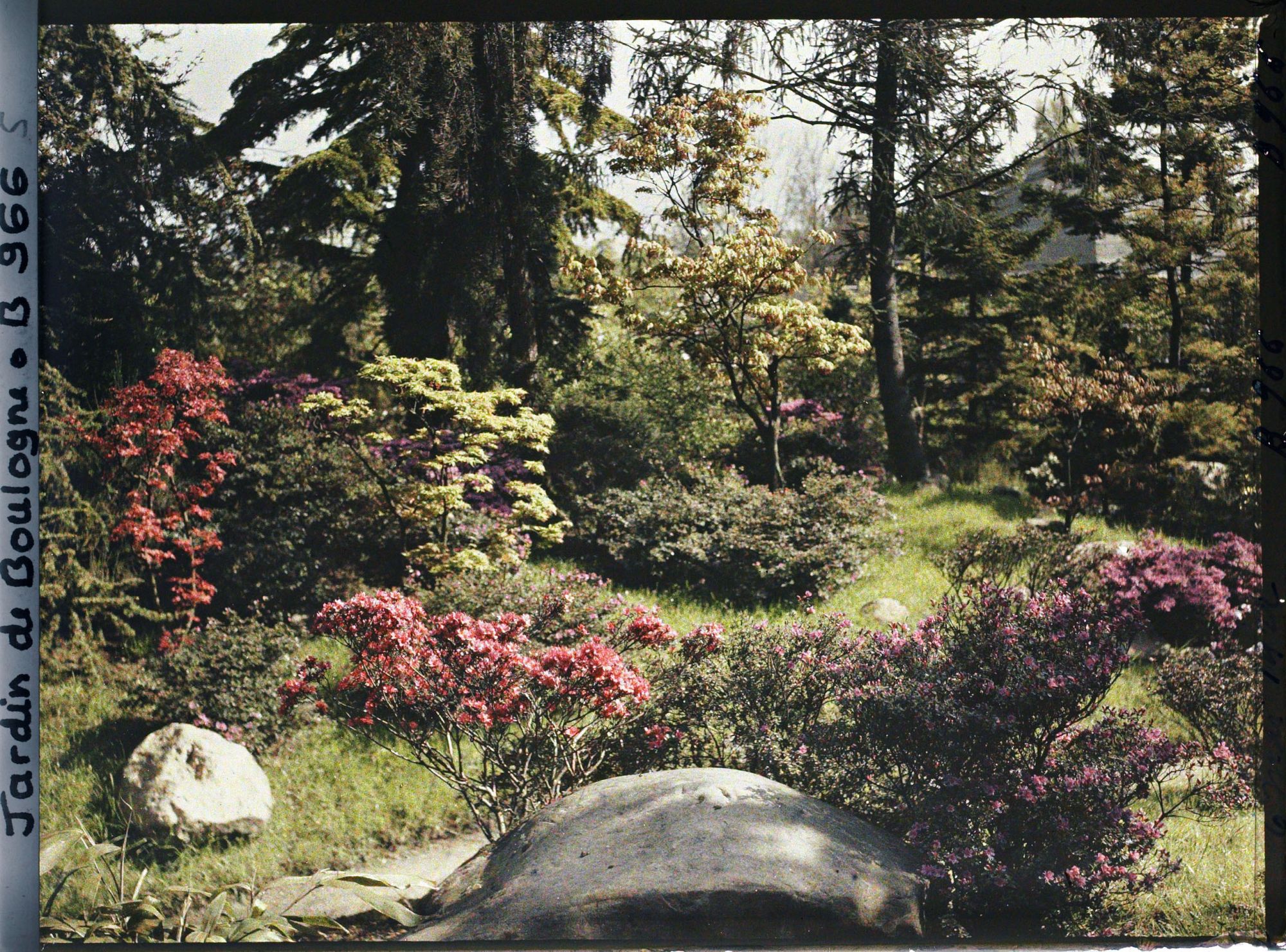 Image représentant Pierres, azalées et érables rougeoyants, situés à l'entrée du " sanctuaire japonais "
