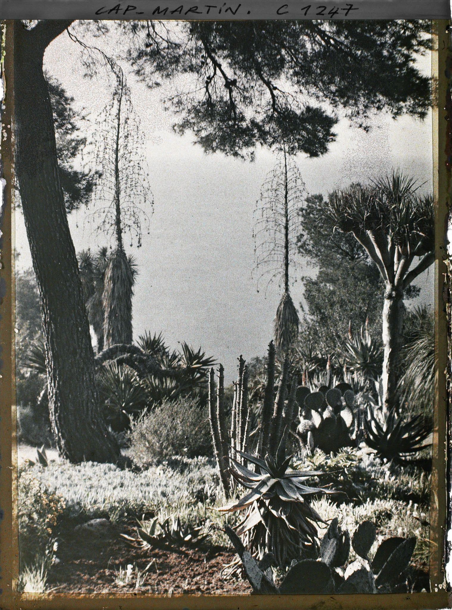 Image représentant le jardin