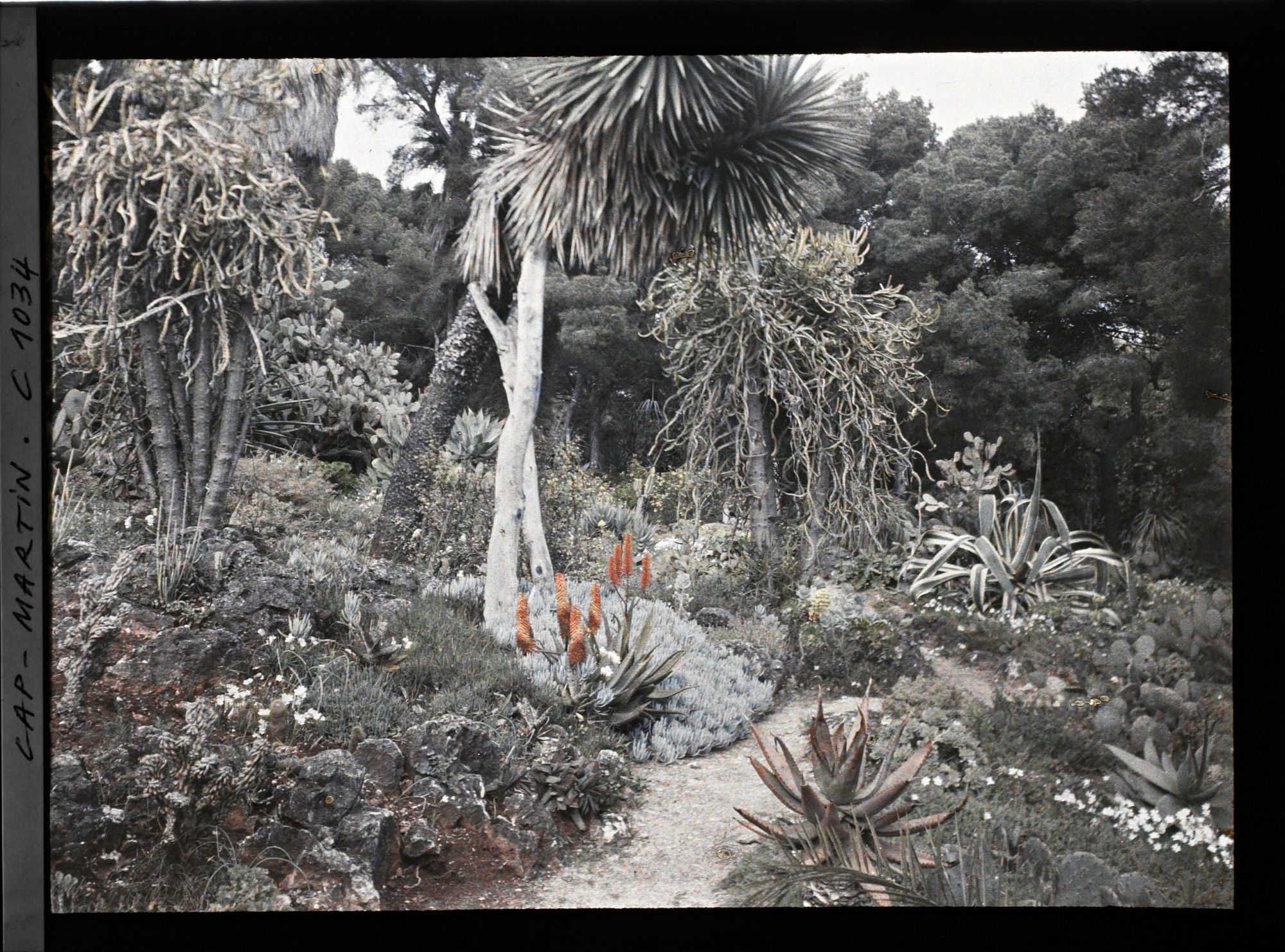 Image représentant Le Jardin