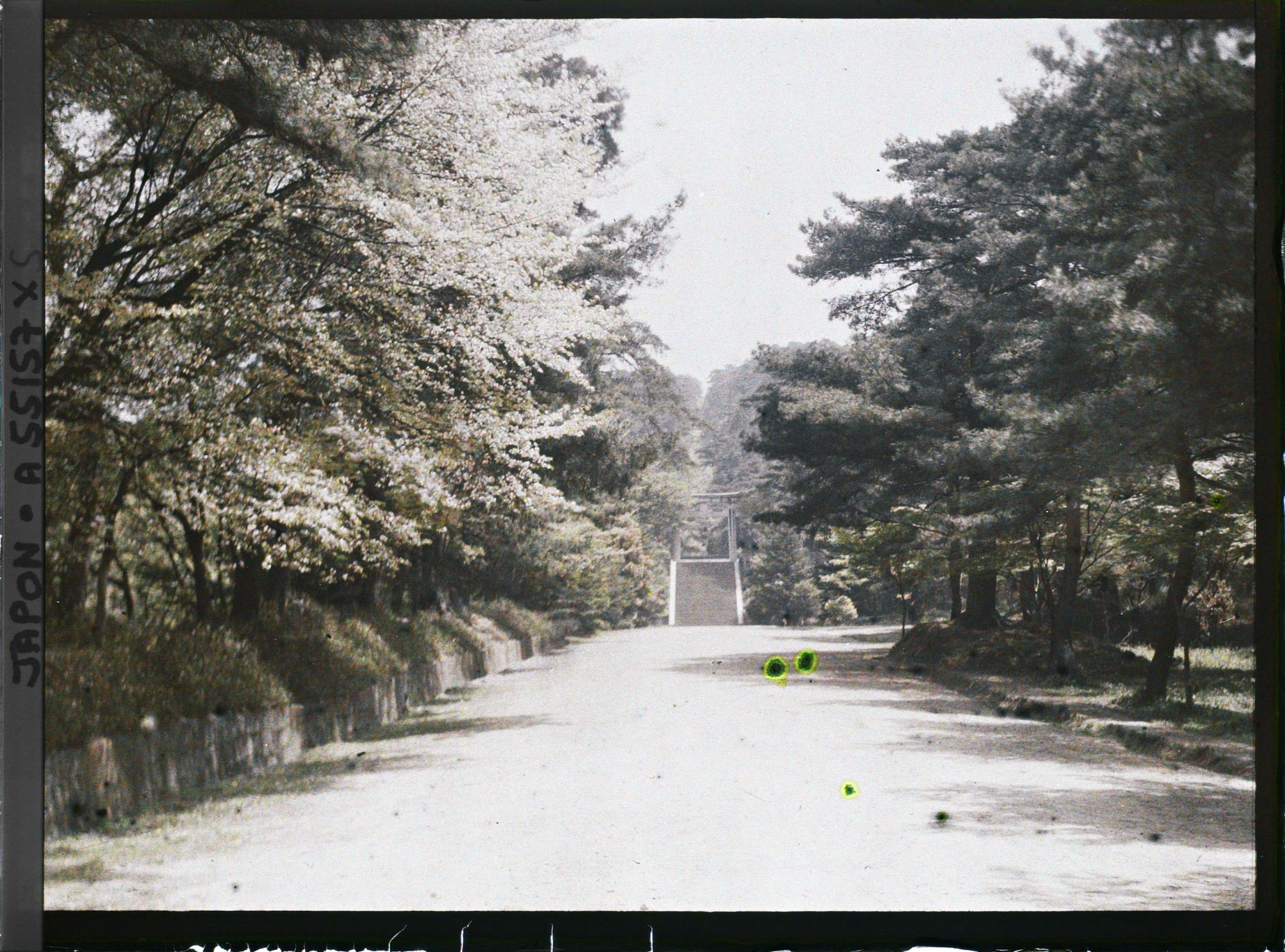 Image représentant Allée menant au deuxième torii (Ni-no-torii) de l'entrée du sanctuaire Hôkoku-jinja (Toyokuni-jinja)