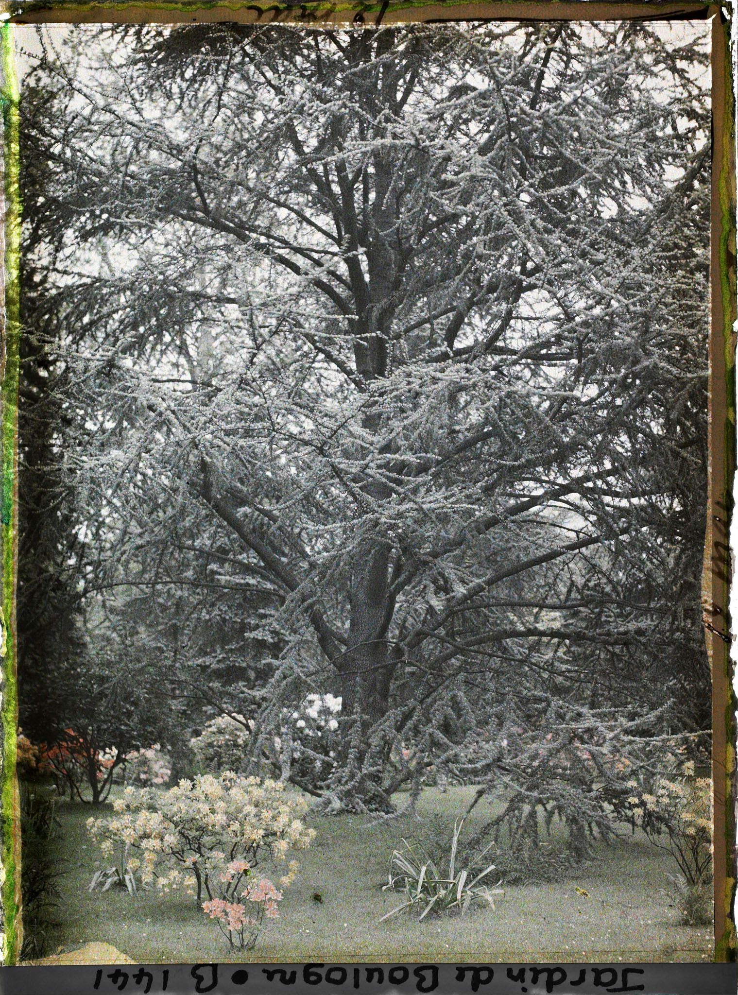 Image représentant Azalées dans la forêt bleue