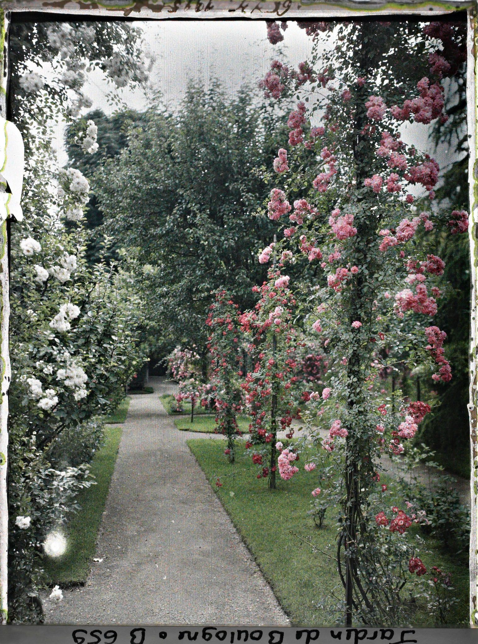 Image représentant Rosiers en fleurs ornant l'allée sud du verger-roseraie, vue en direction du jardin français