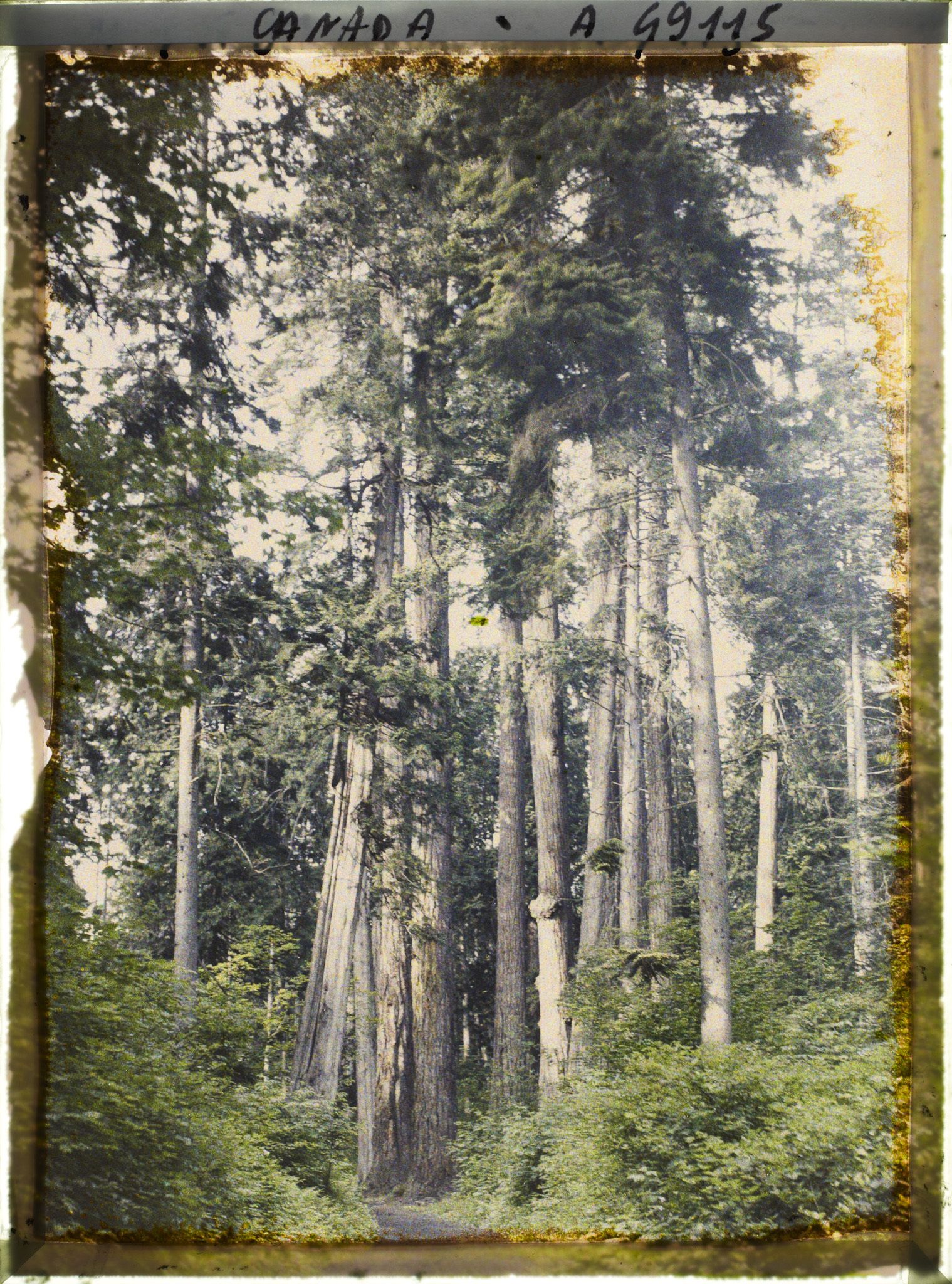 Image représentant Canada, Vancouver, Coin de forêt