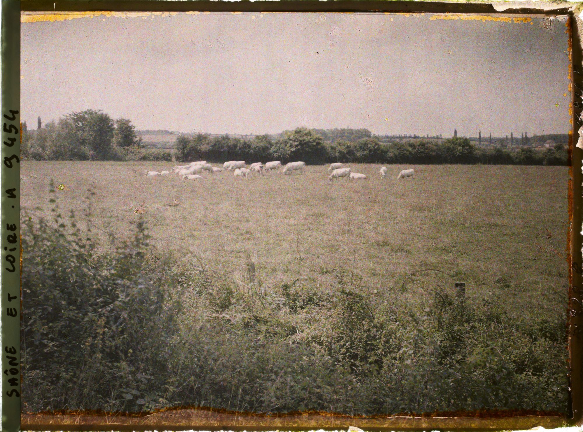 Image représentant Troupeau de charolaises le long du canal du Centre