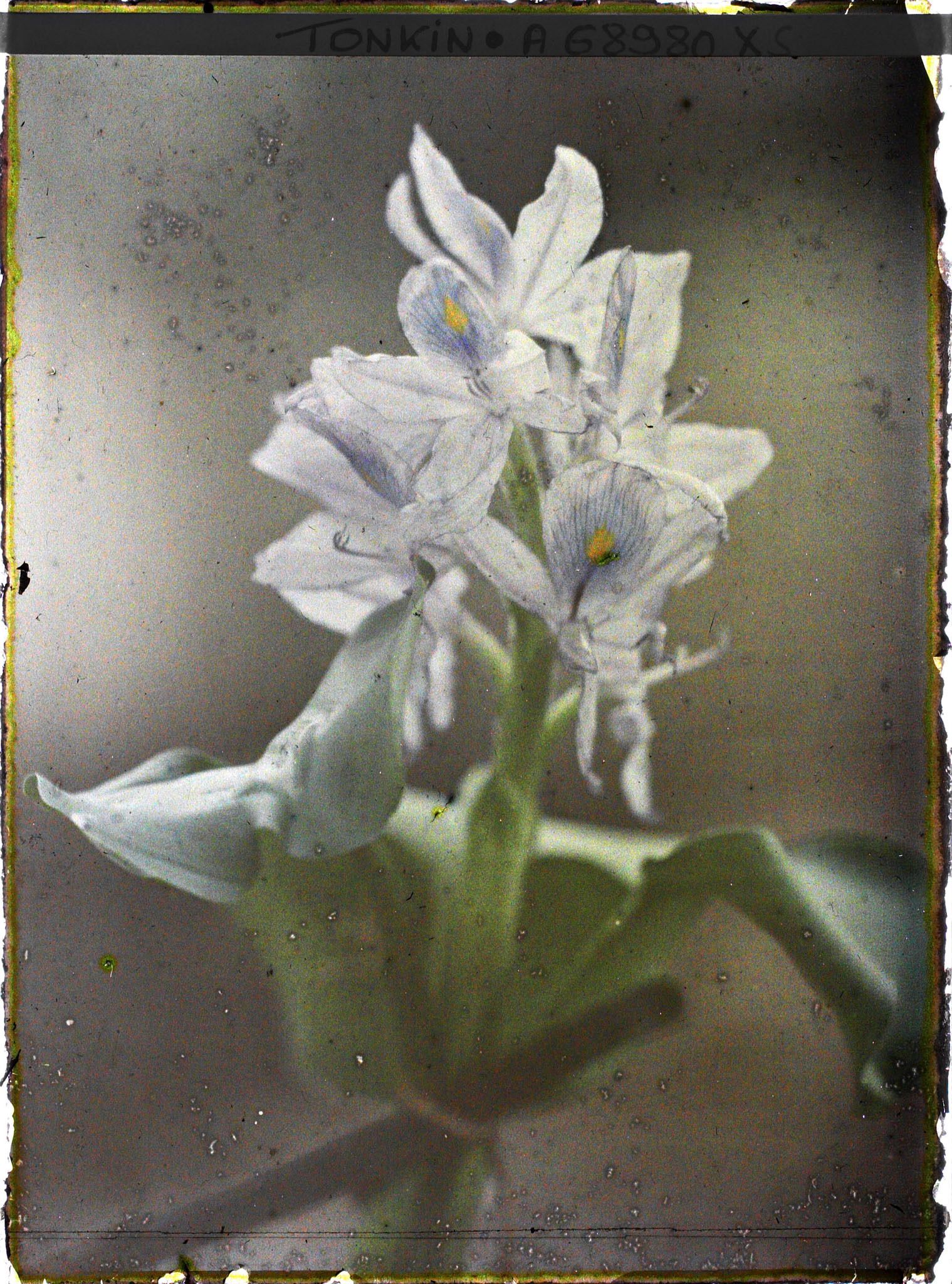 Image représentant Un iris