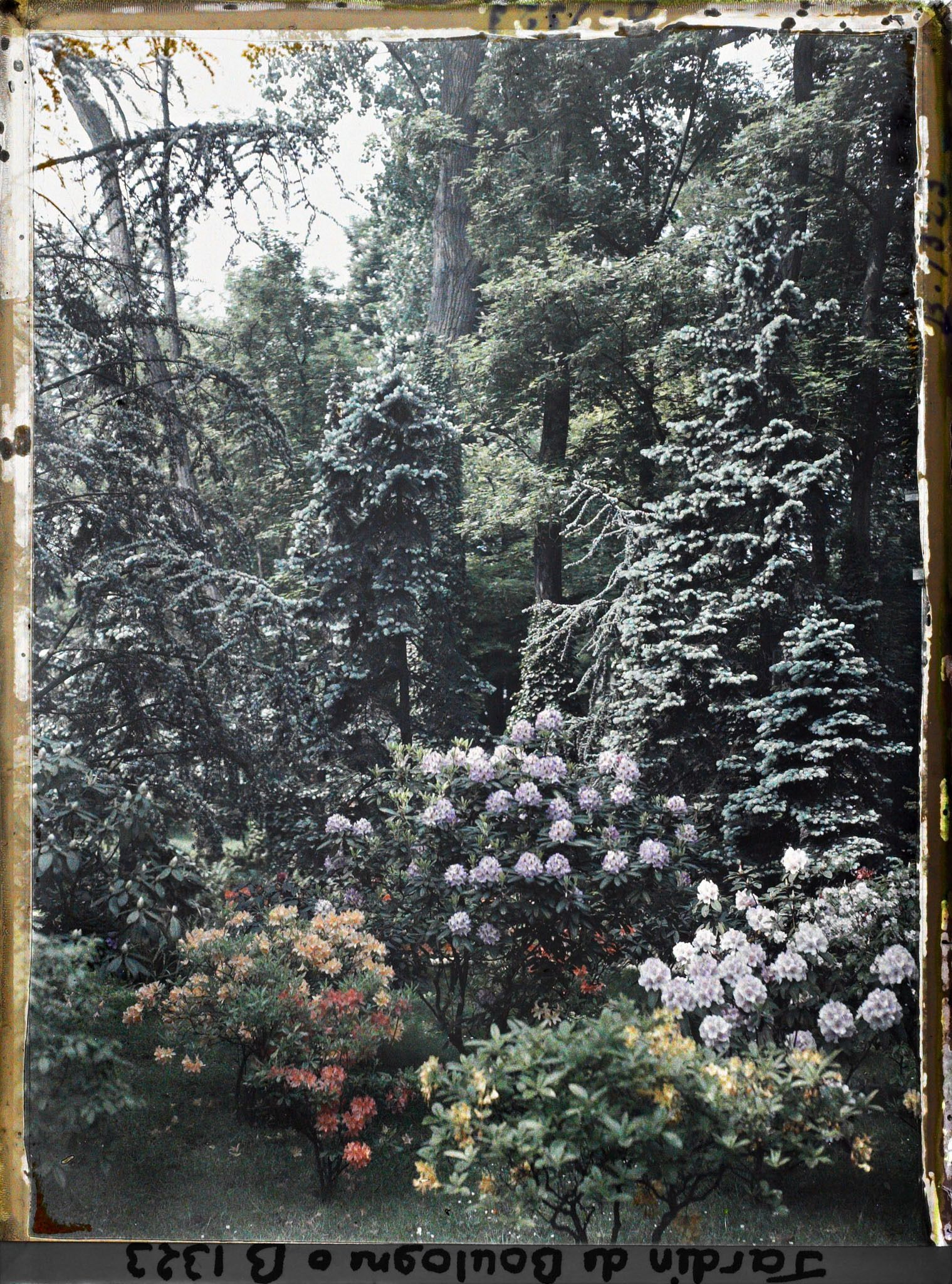 Image représentant Rhododendrons et azalées près de la forêt bleue