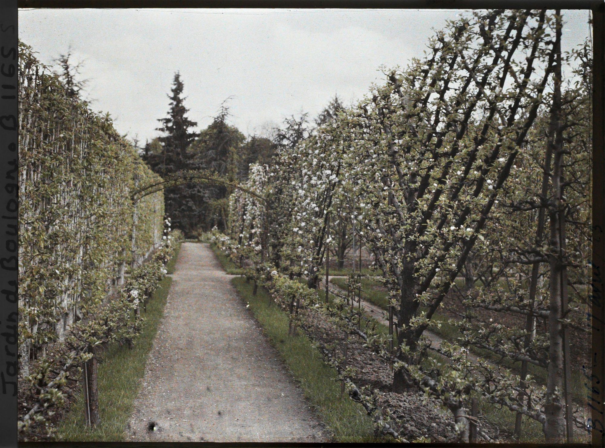 Image représentant Fruitiers palissés en fleurs, bordant l'allée qui mène à la forêt bleue, au cœur du verger-roseraie