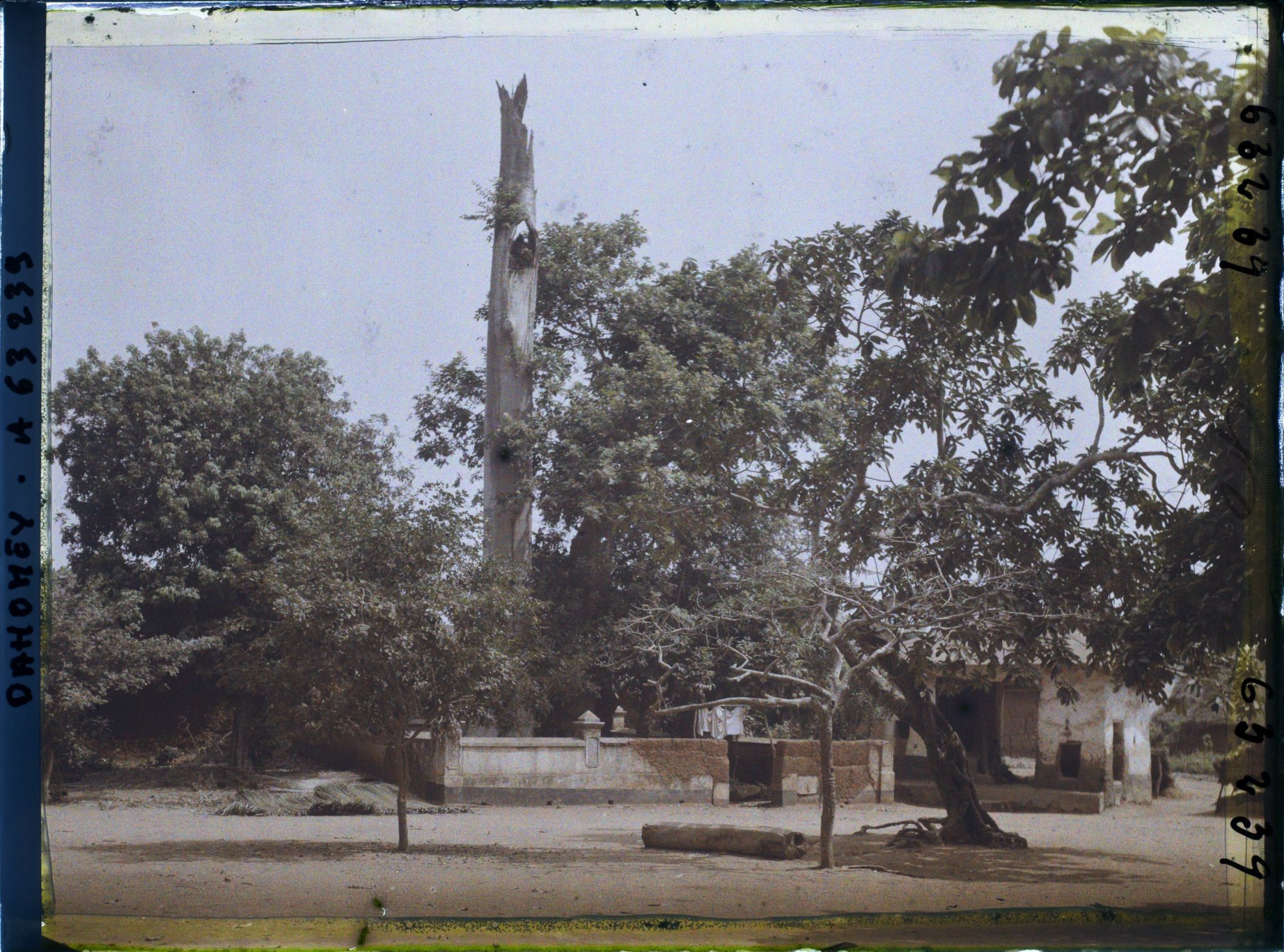 Image représentant Un chronoxyle d'Iroko (ou milicia exclesa) sacré ou arbre fétiche