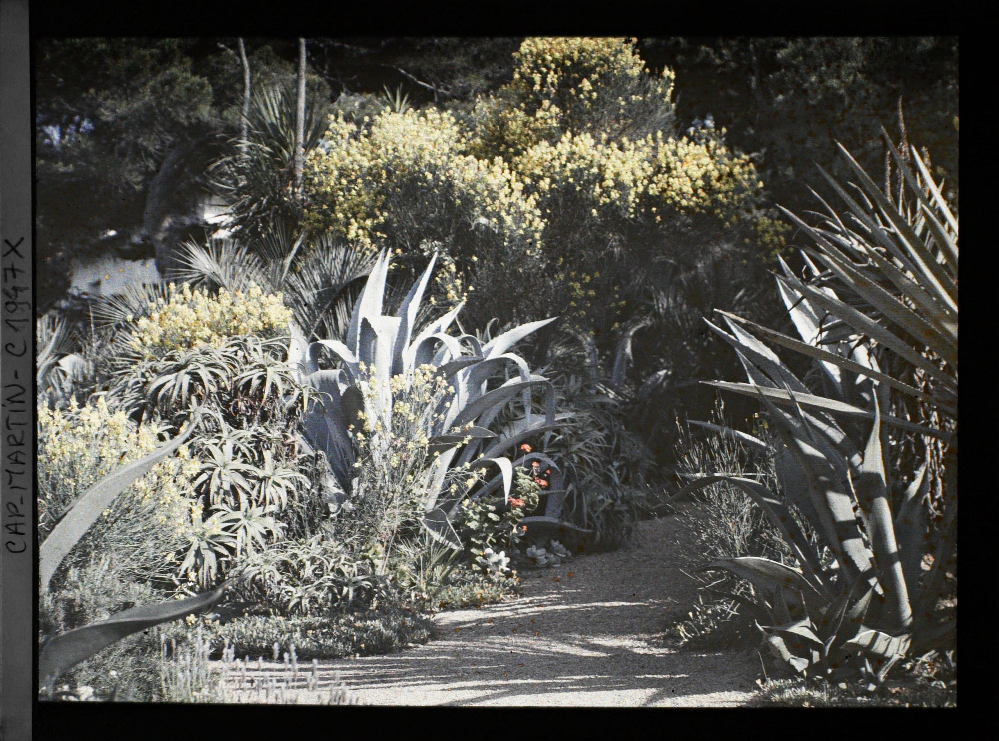 Image représentant Allée ornée d'agaves, aloès et genets en fleurs, à proximité d'une habitation, vue prise à 7 h