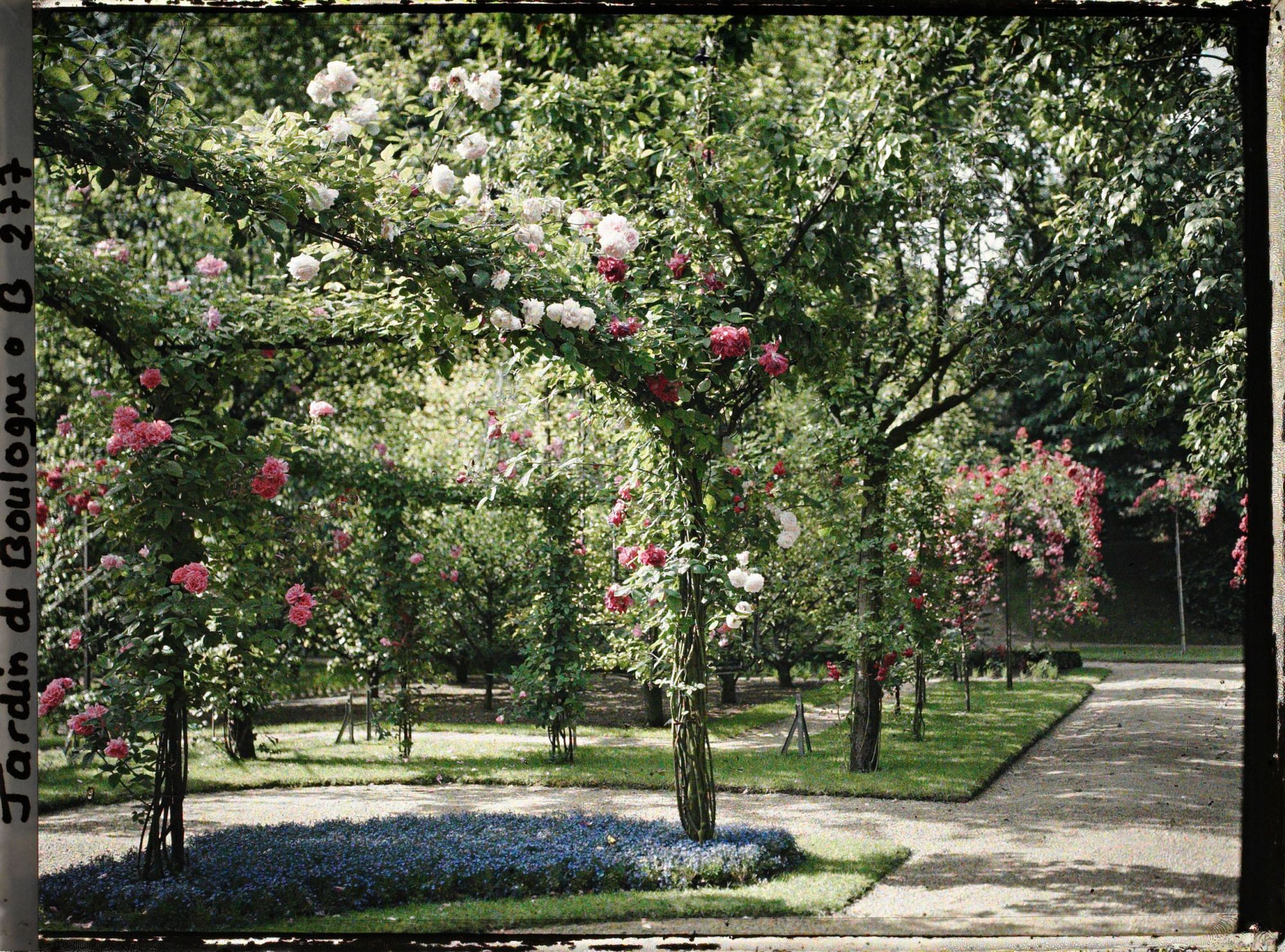 Image représentant Coin du verger-roseraie vu en direction du sud, depuis le rond-point proche du jardin français