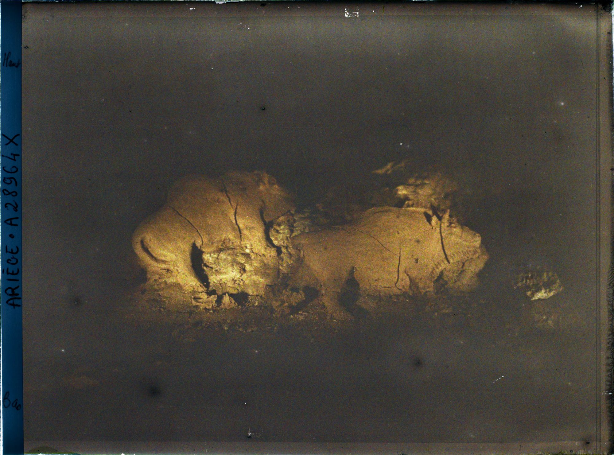 Image représentant La grotte du Tuc d'Audoubert : les bisons