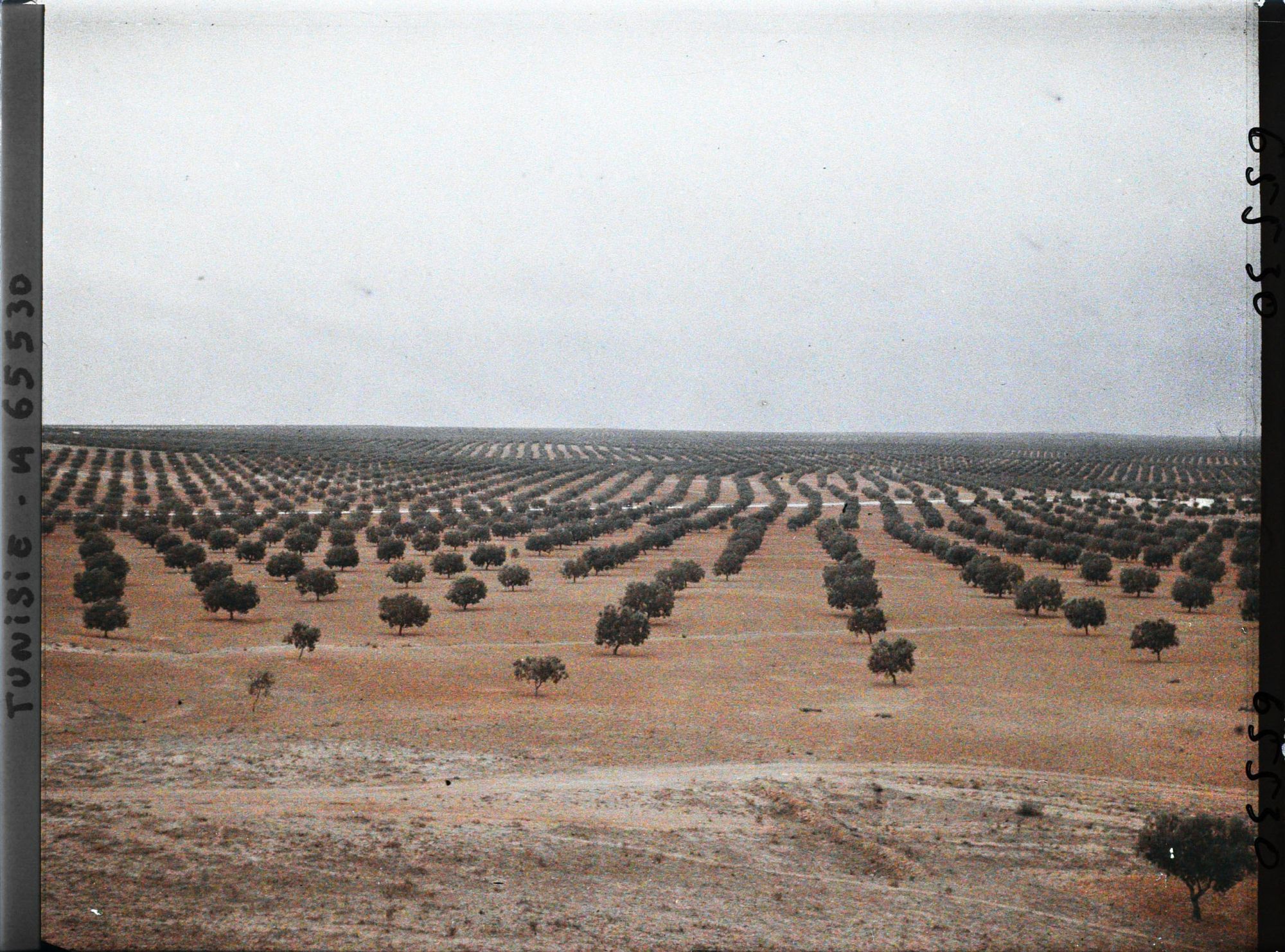 Image représentant Panorama sur les oliveraies pris du point géodésique