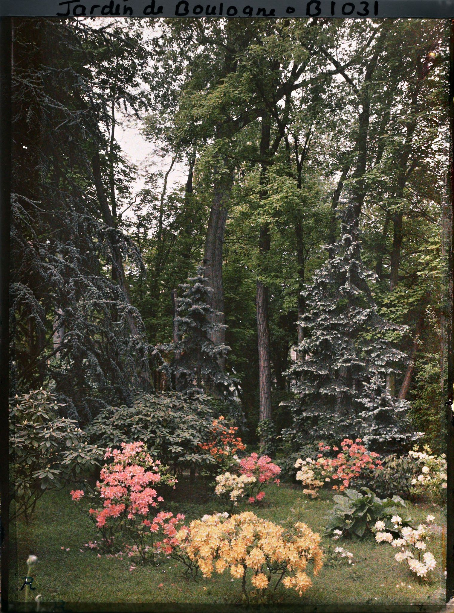 Image représentant Azalées près de la forêt bleue et du marais