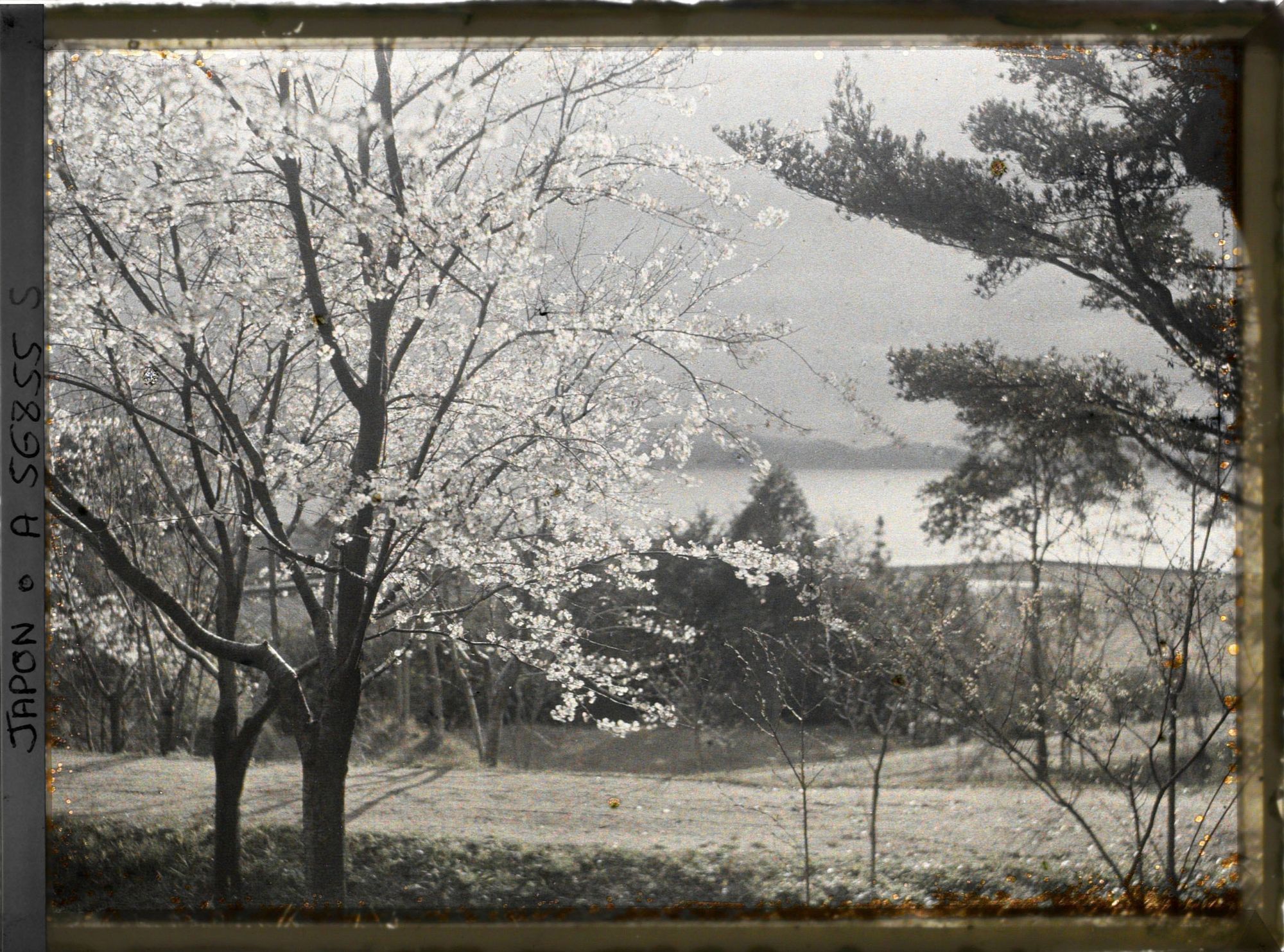 Image représentant Cerisiers en fleurs