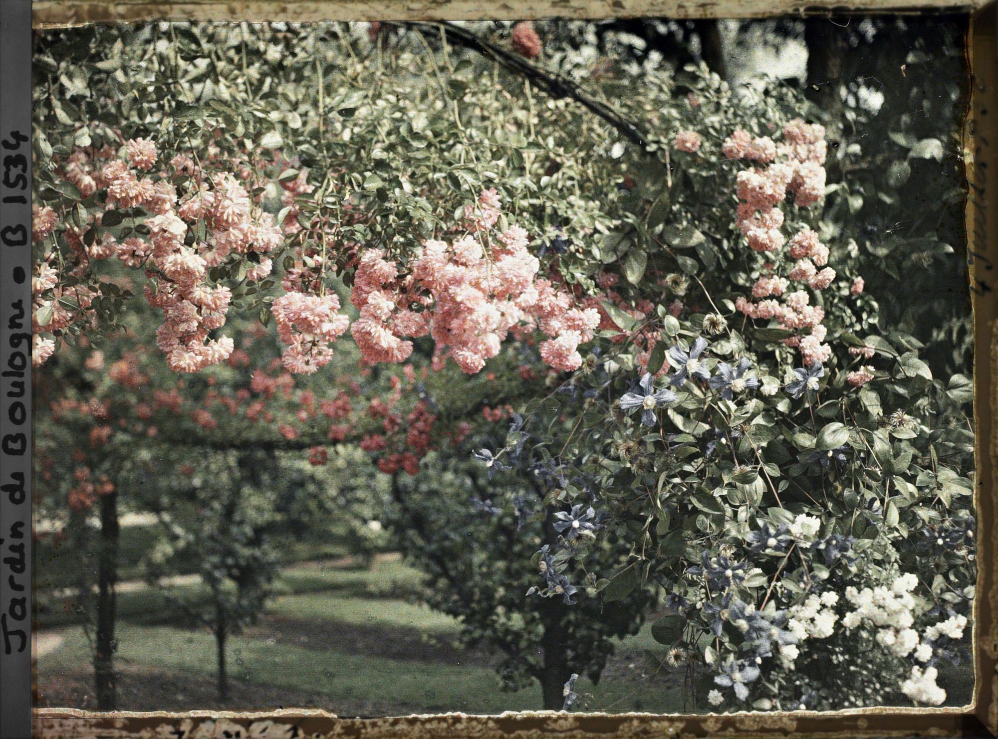 Image représentant Roses et clématites en fleurs, au nord-ouest du verger-roseraie, non loin de la dépendance
