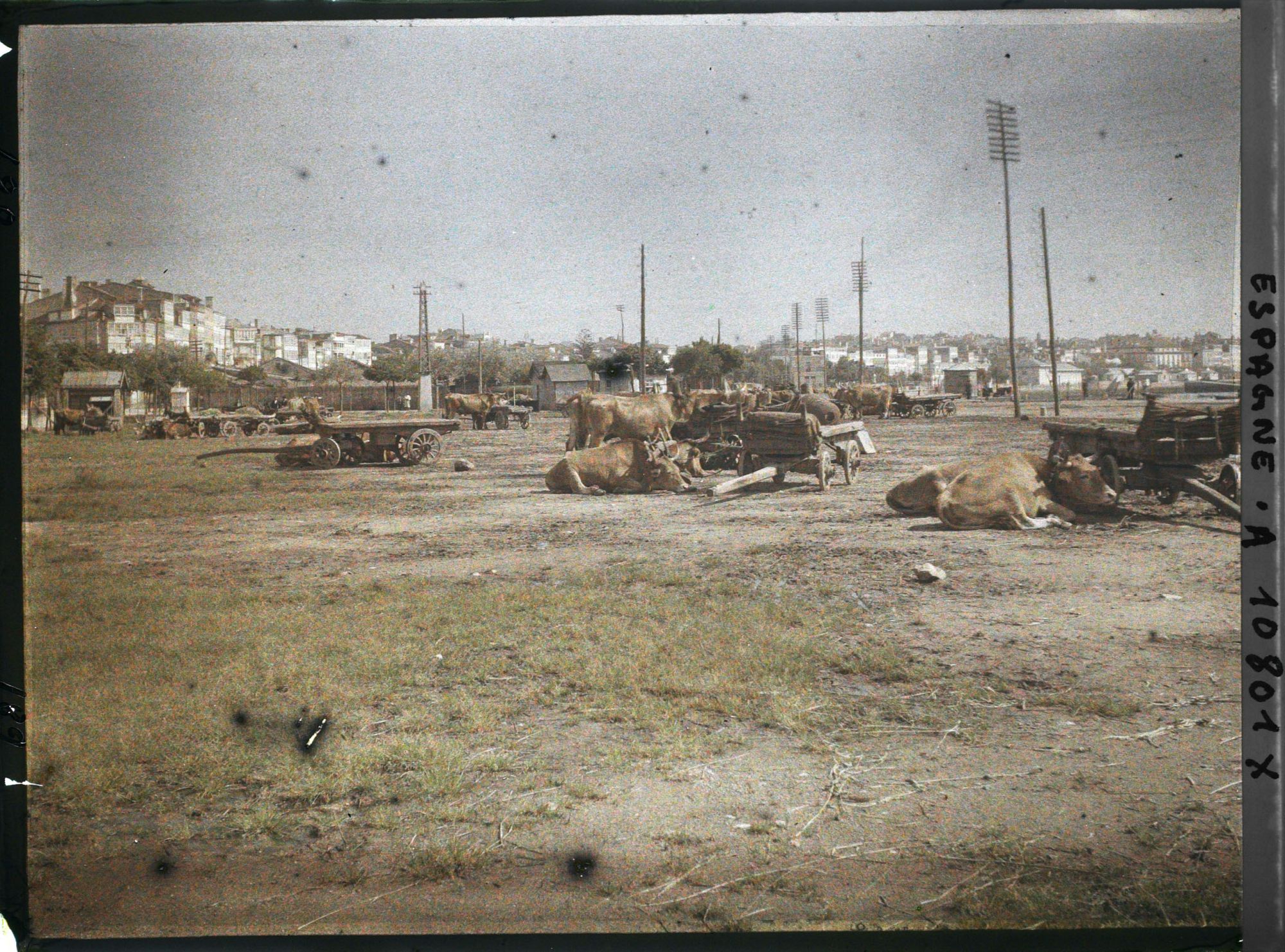 Image représentant Espagne, La Corogne, Les attelages de Bœufs des Docks du Port de la Corogne
