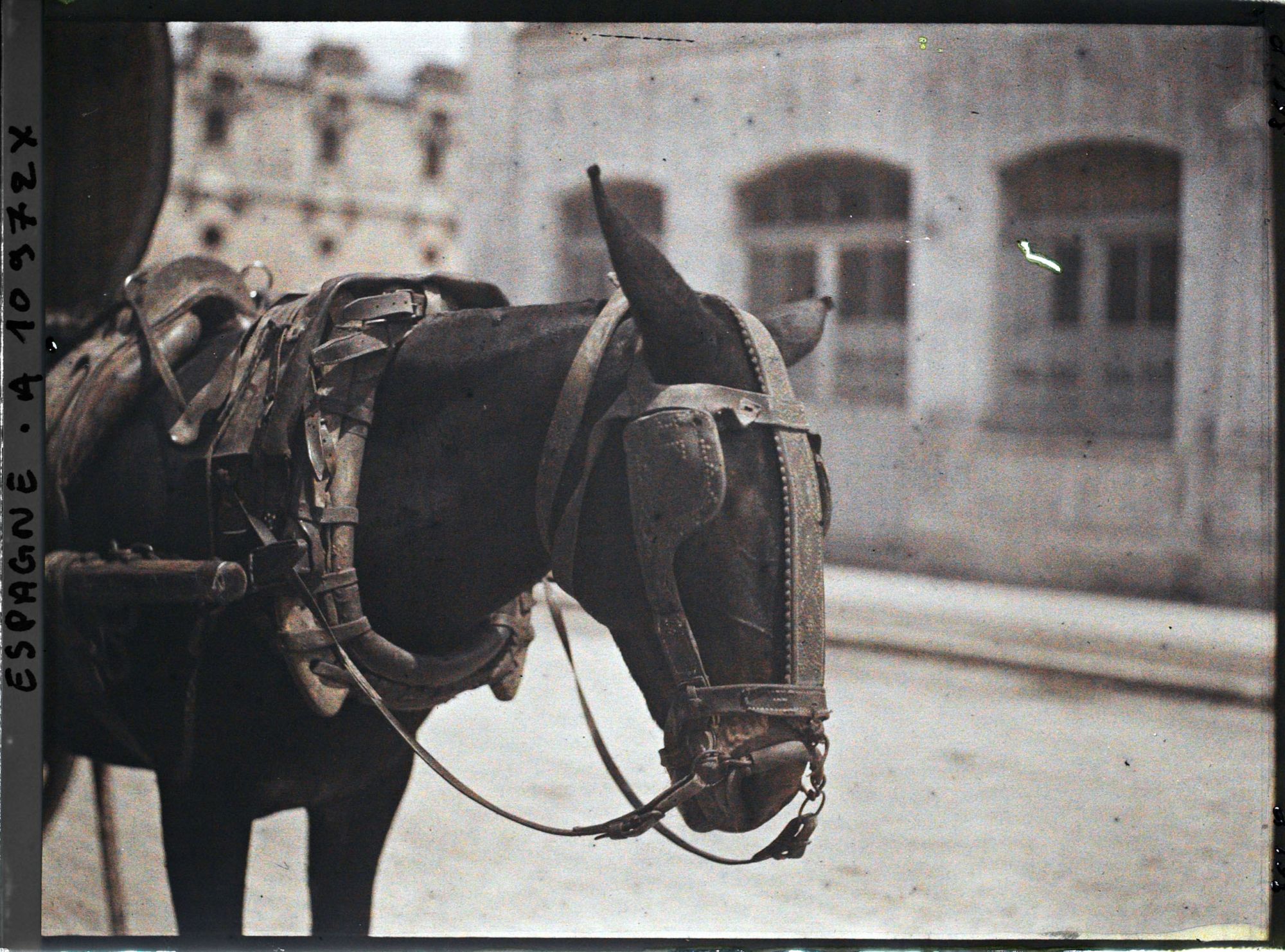 Image représentant Espagne, Bilbao, La tête d'une grande mule avec son harnachement