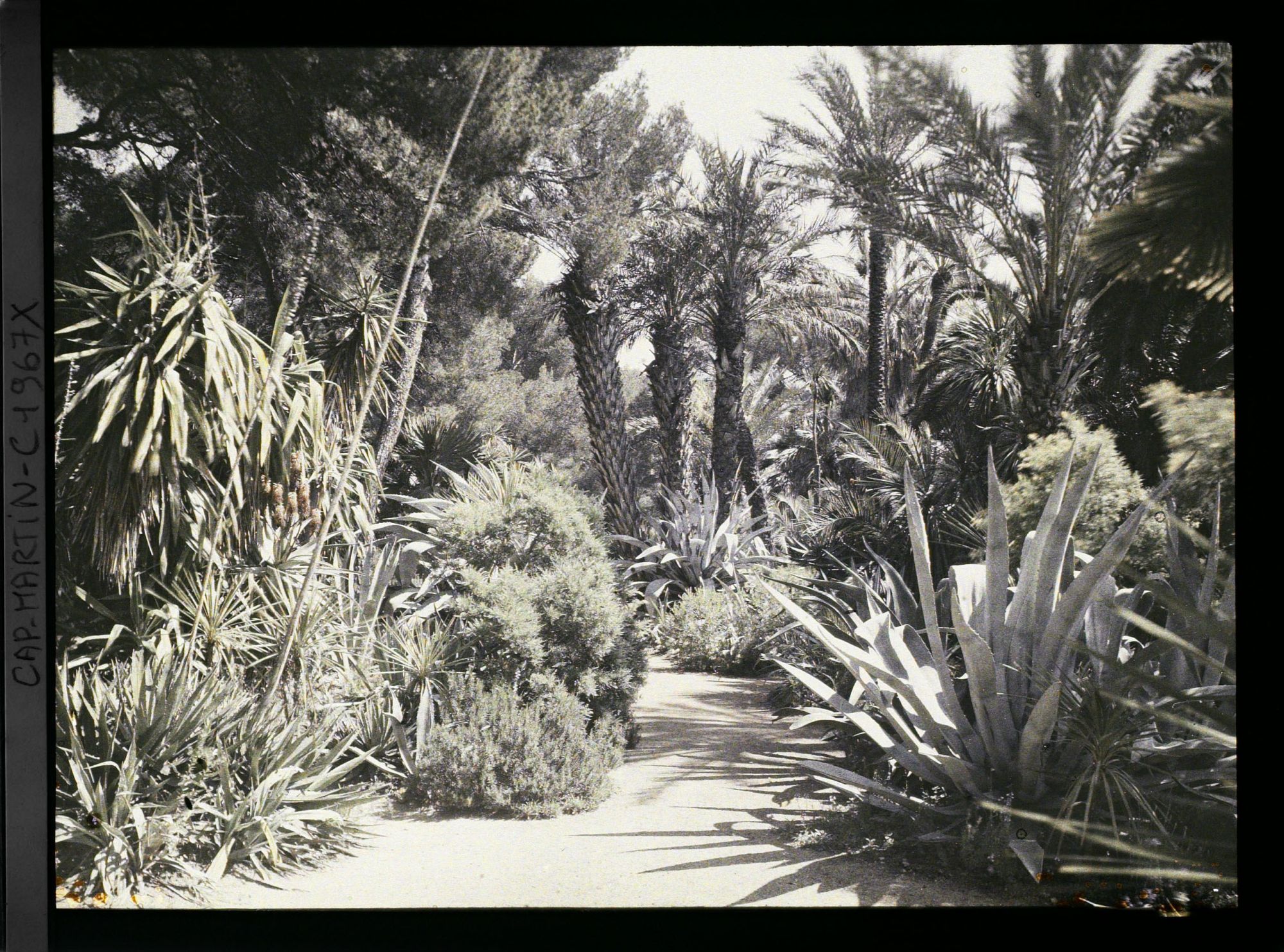 Image représentant Groupe de palmiers dominant une allée bordée de plantes exotiques et d'arbustes en fleurs