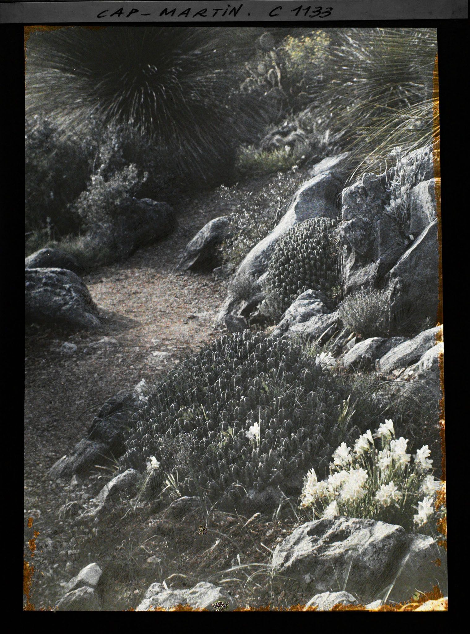 Image représentant Fleurs et cactus