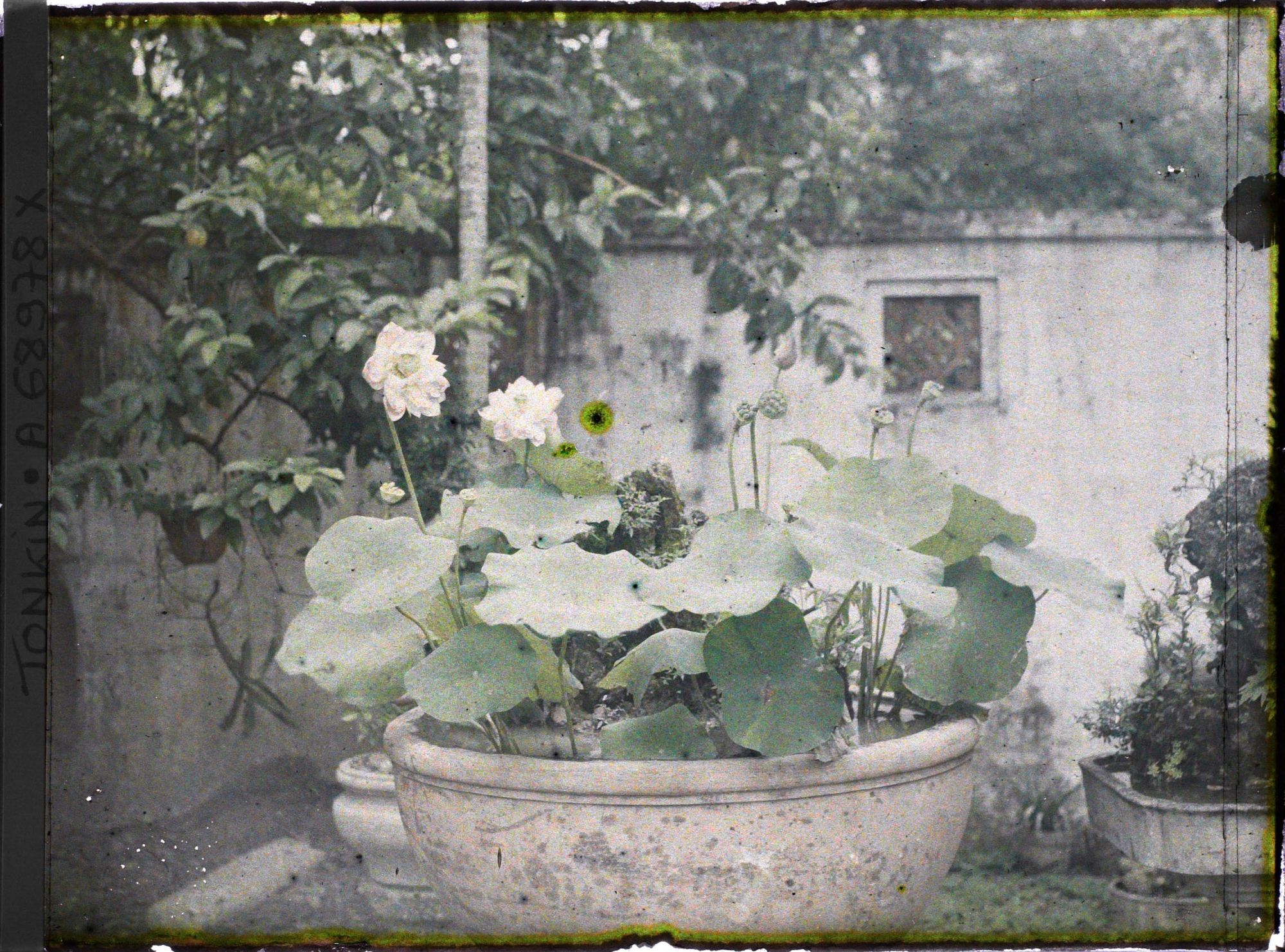 Image représentant Un lotus en pot