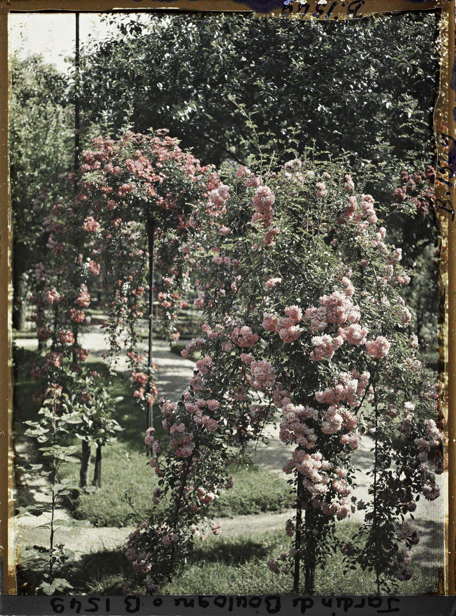 Image représentant Rosier en fleur au bord d'une allée menant à la forêt bleue, dans la partie est du verger-roseraie