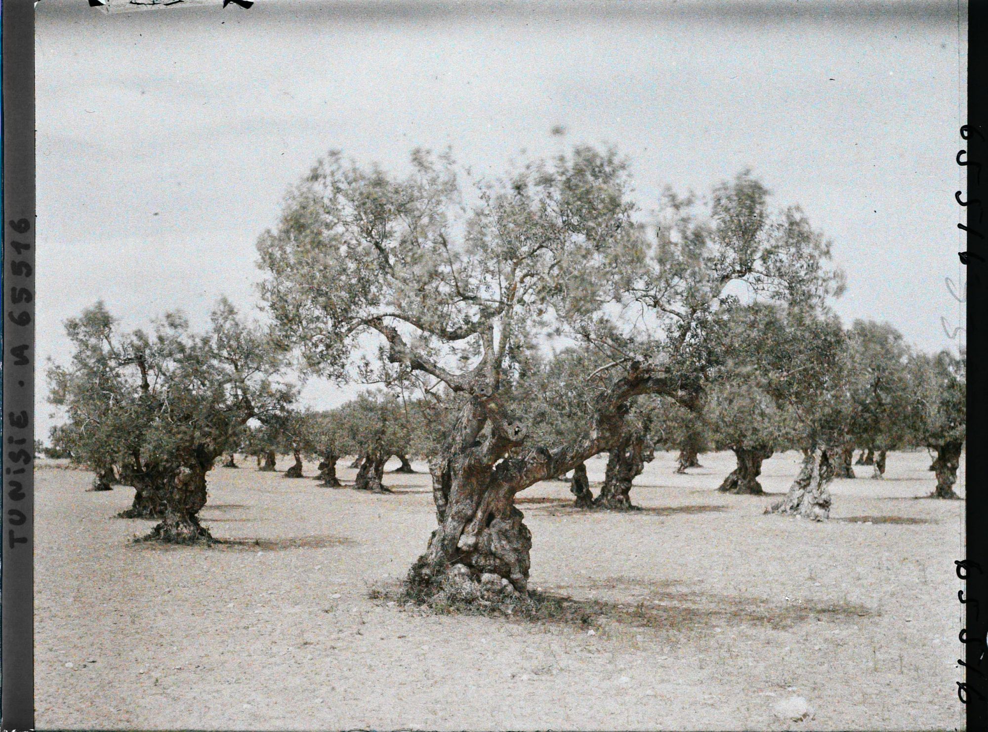 Image représentant Vieux oliviers dans une plantation (culture arabe)