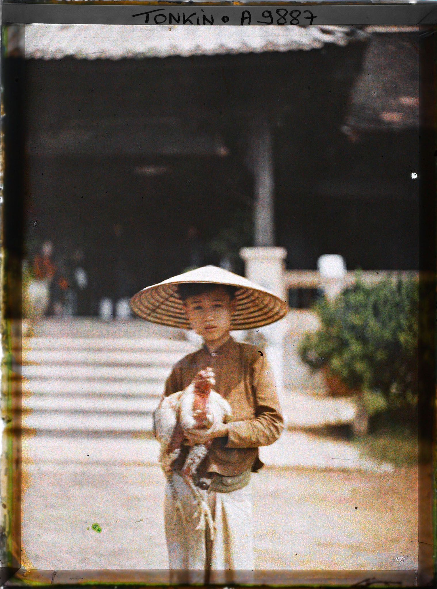 Image représentant Un jeune éleveur de coqs de combat