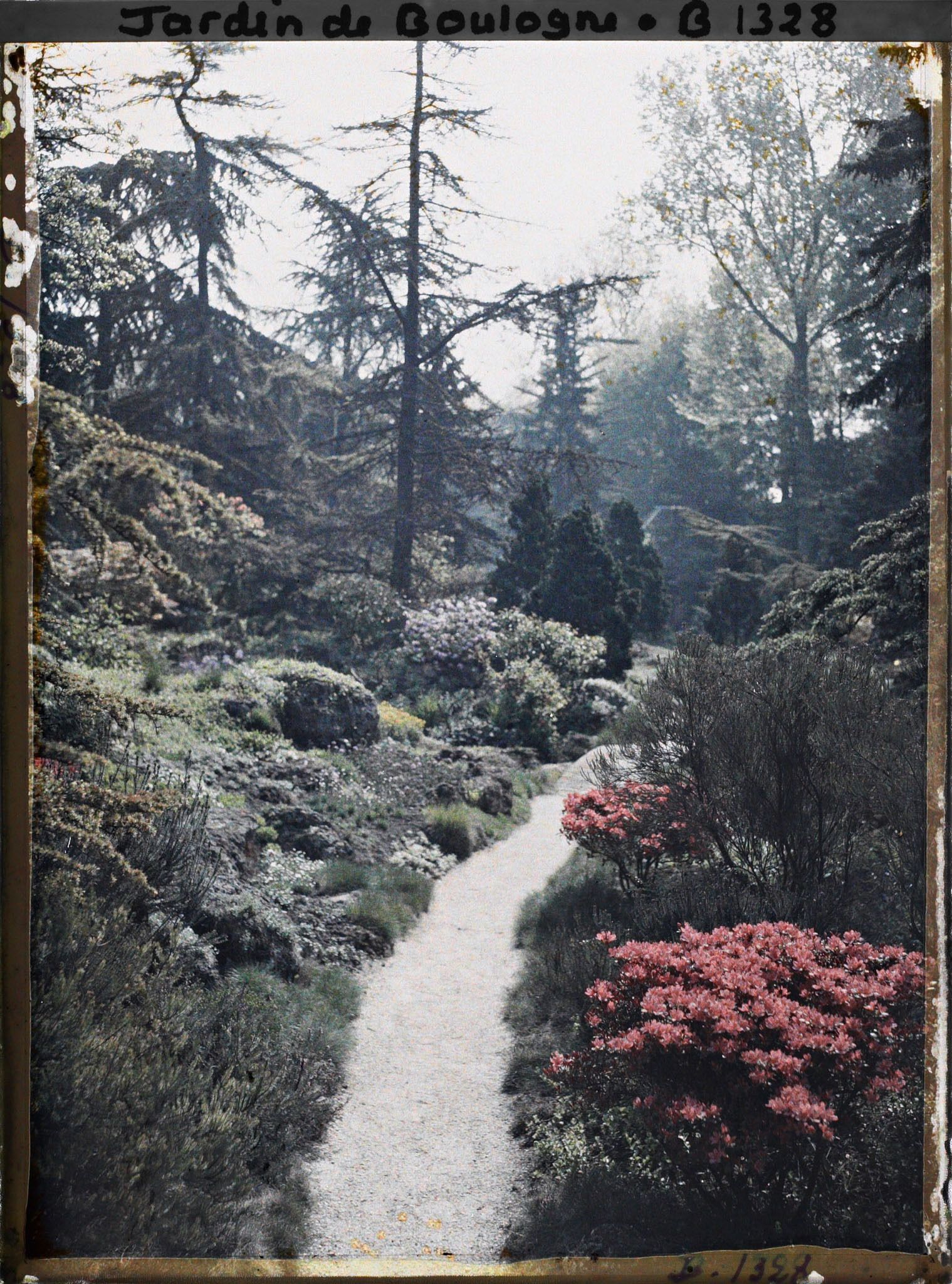 Image représentant Azalées en fleurs au bord d'une allée du " sanctuaire japonais " menant au " village japonais "