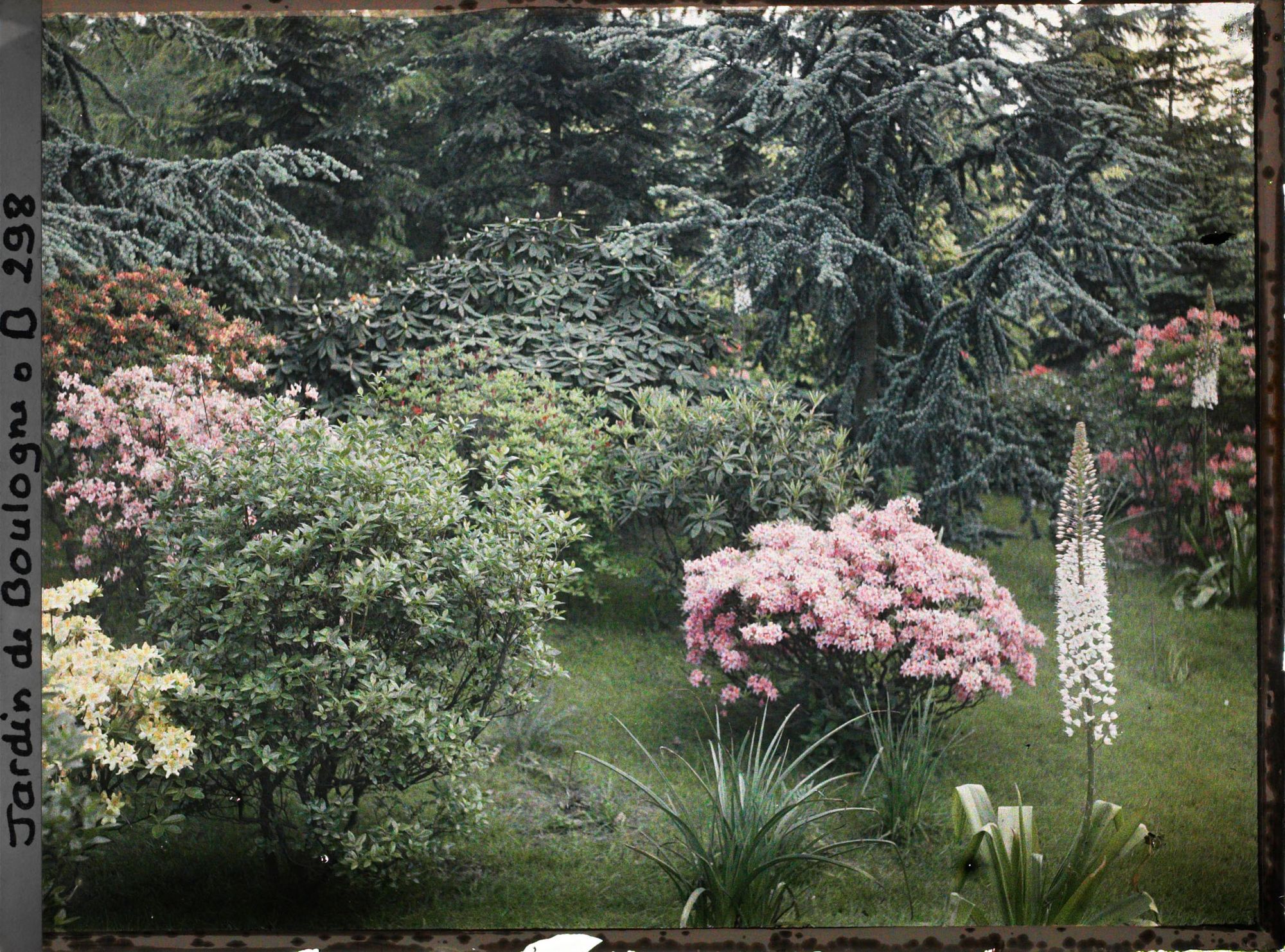 Image représentant Massif de rhododendrons et d'azalées en fleurs bordant l'est du marais