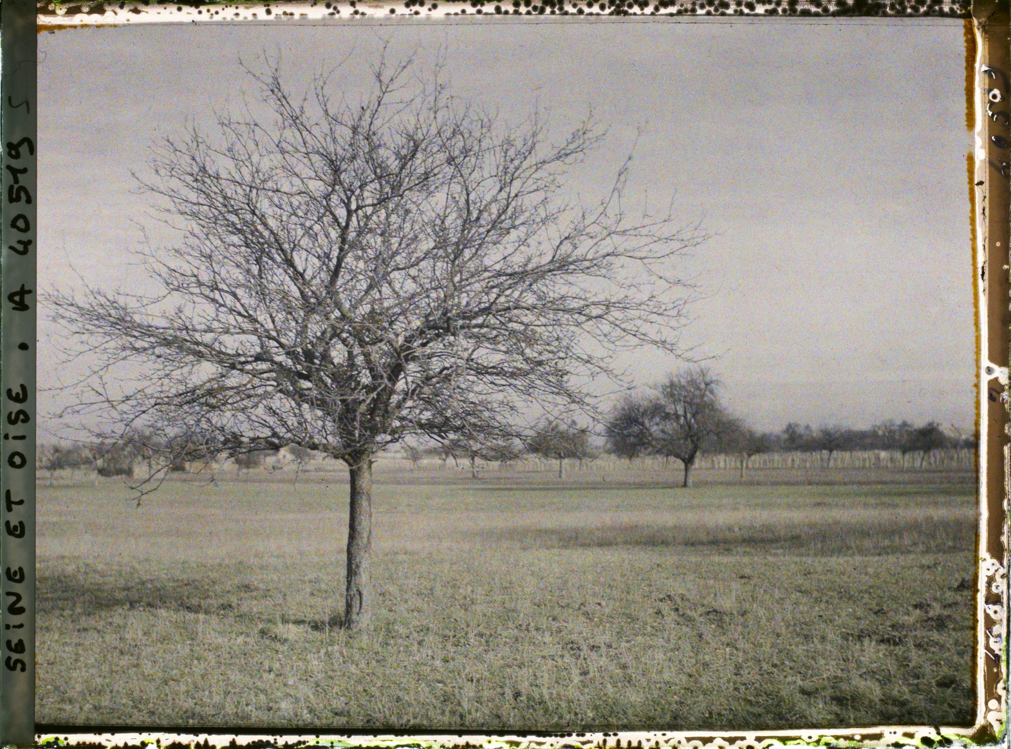 Image représentant France, Les Clayes, Un pommier