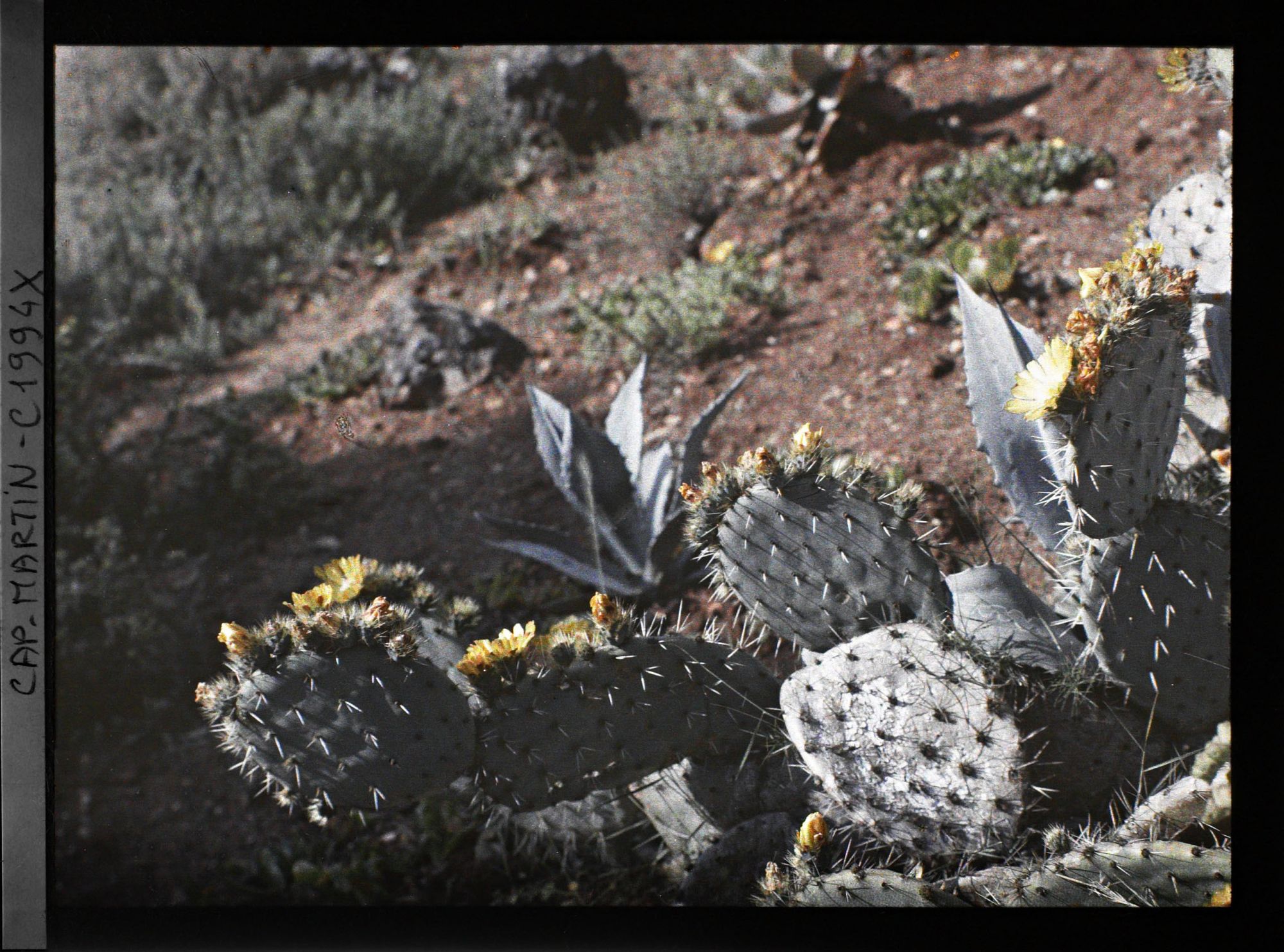 Image représentant Opuntia à fleurs jaunes, sur fond de terre parsemée de plantes, vue prise à 10 h