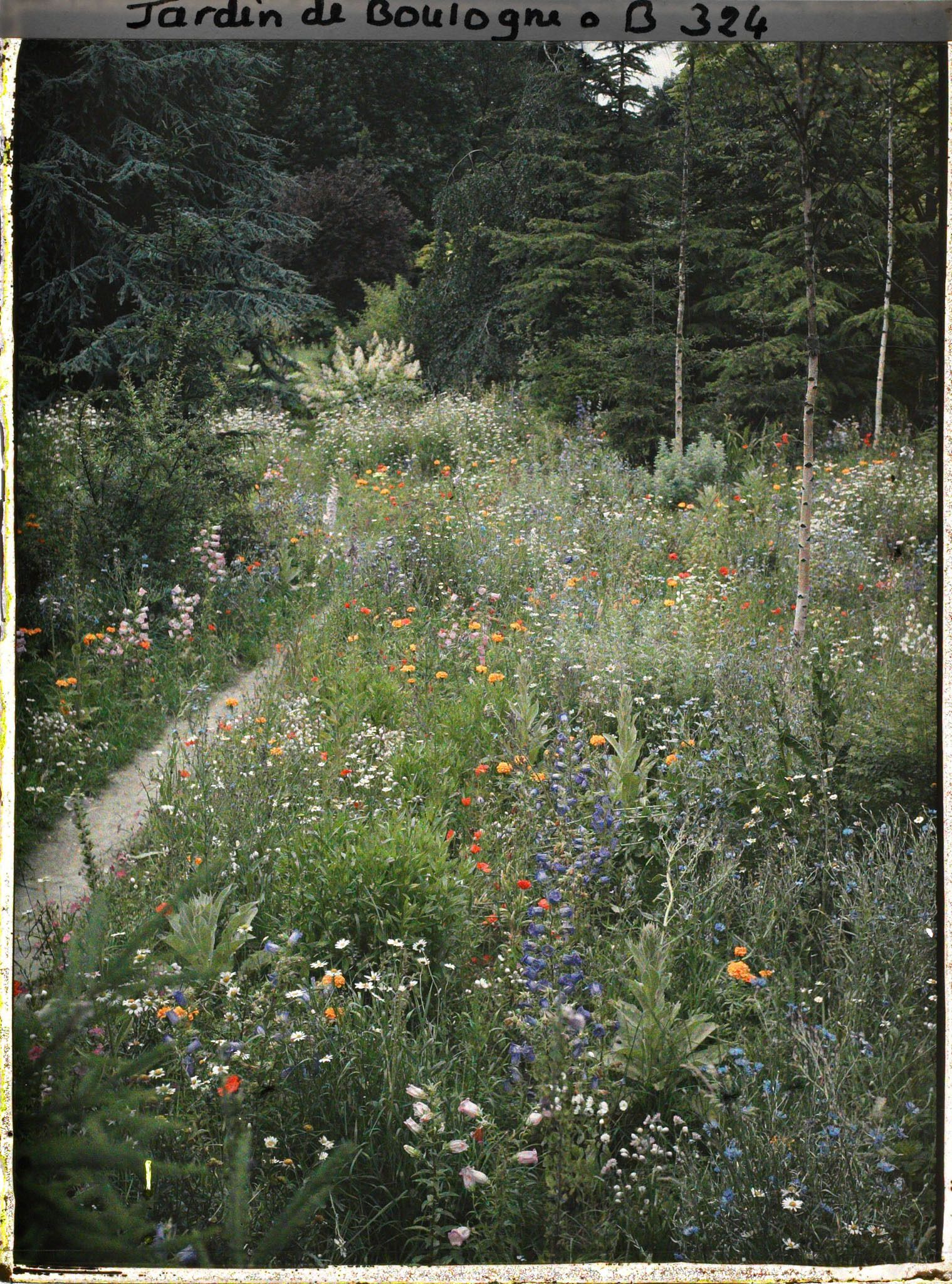 Image représentant La prairie en fleurs au coeur de la forêt dorée