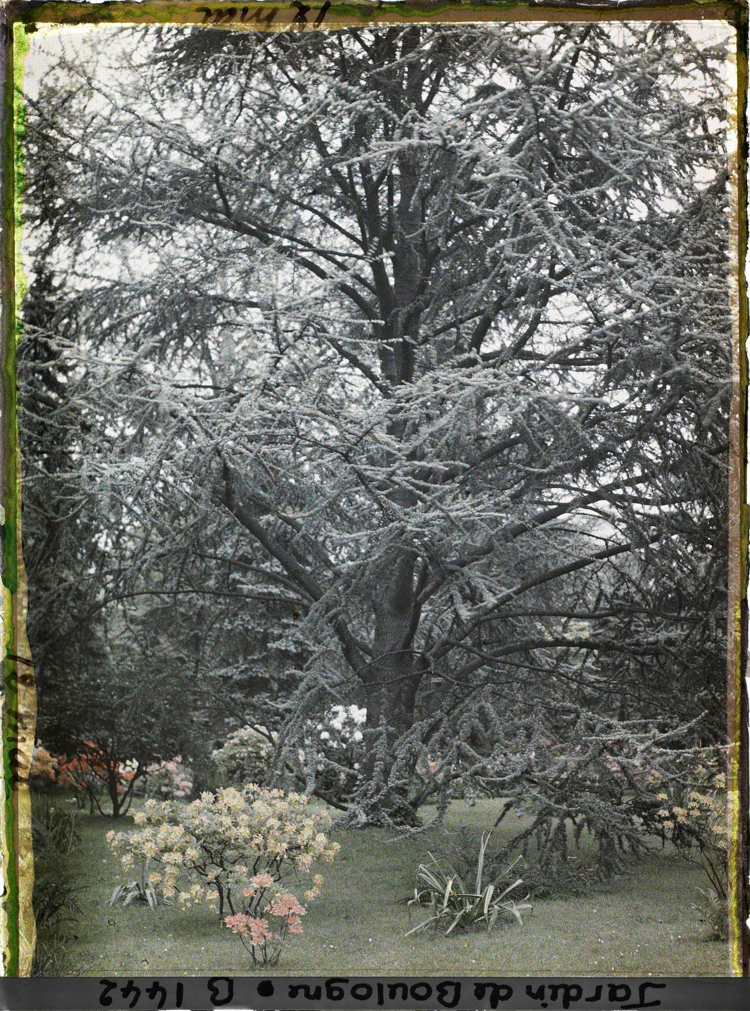 Image représentant Azalées dans la forêt bleue