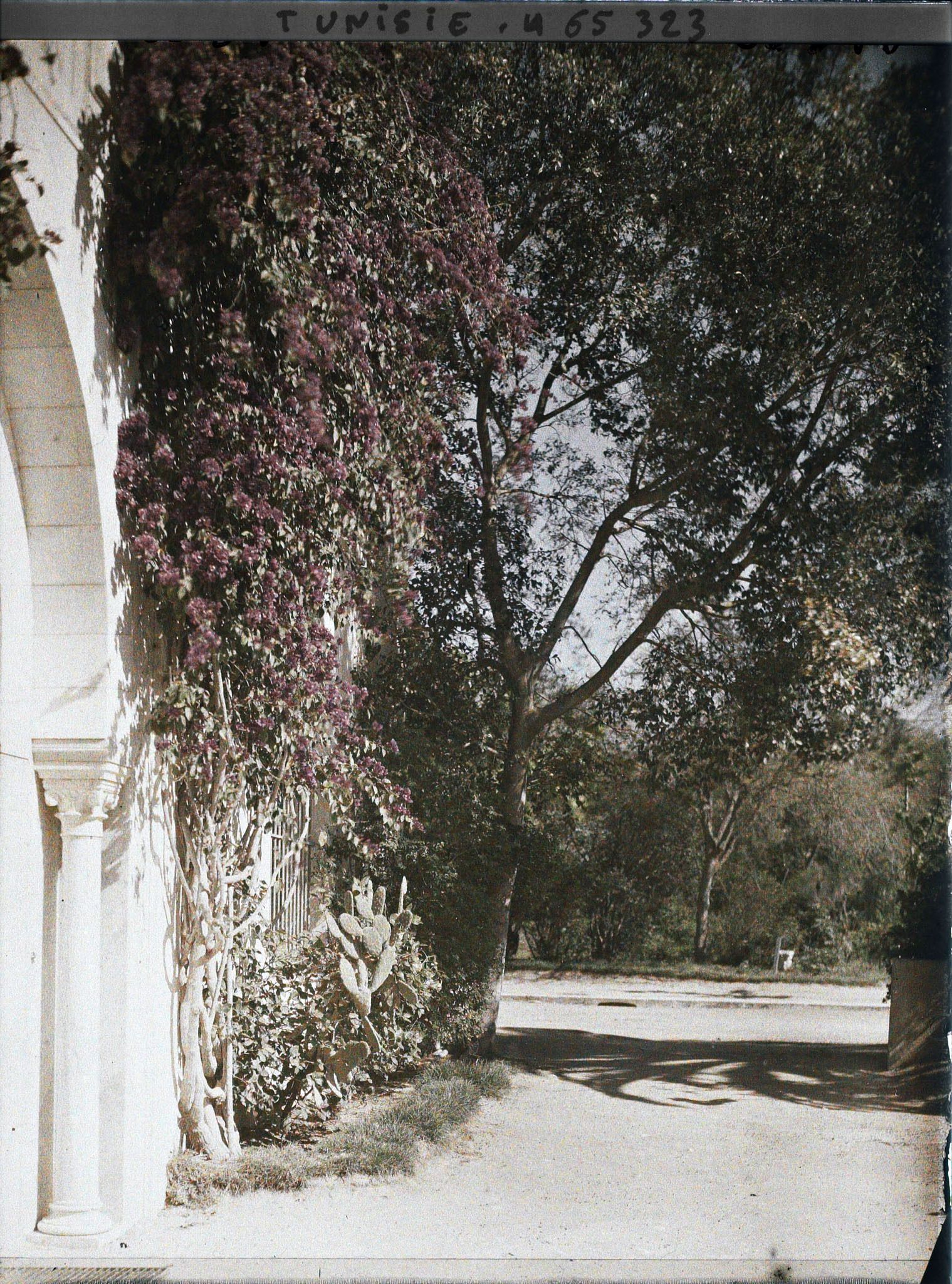 Image représentant Les jardins du palais du Bardo